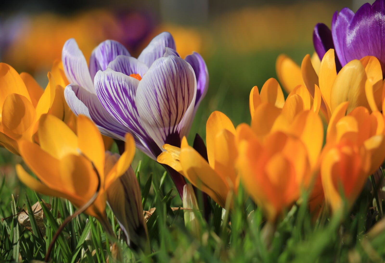 Canon EOS 700D (EOS Rebel T5i / EOS Kiss X7i) sample photo. Flower, nature, garden photography