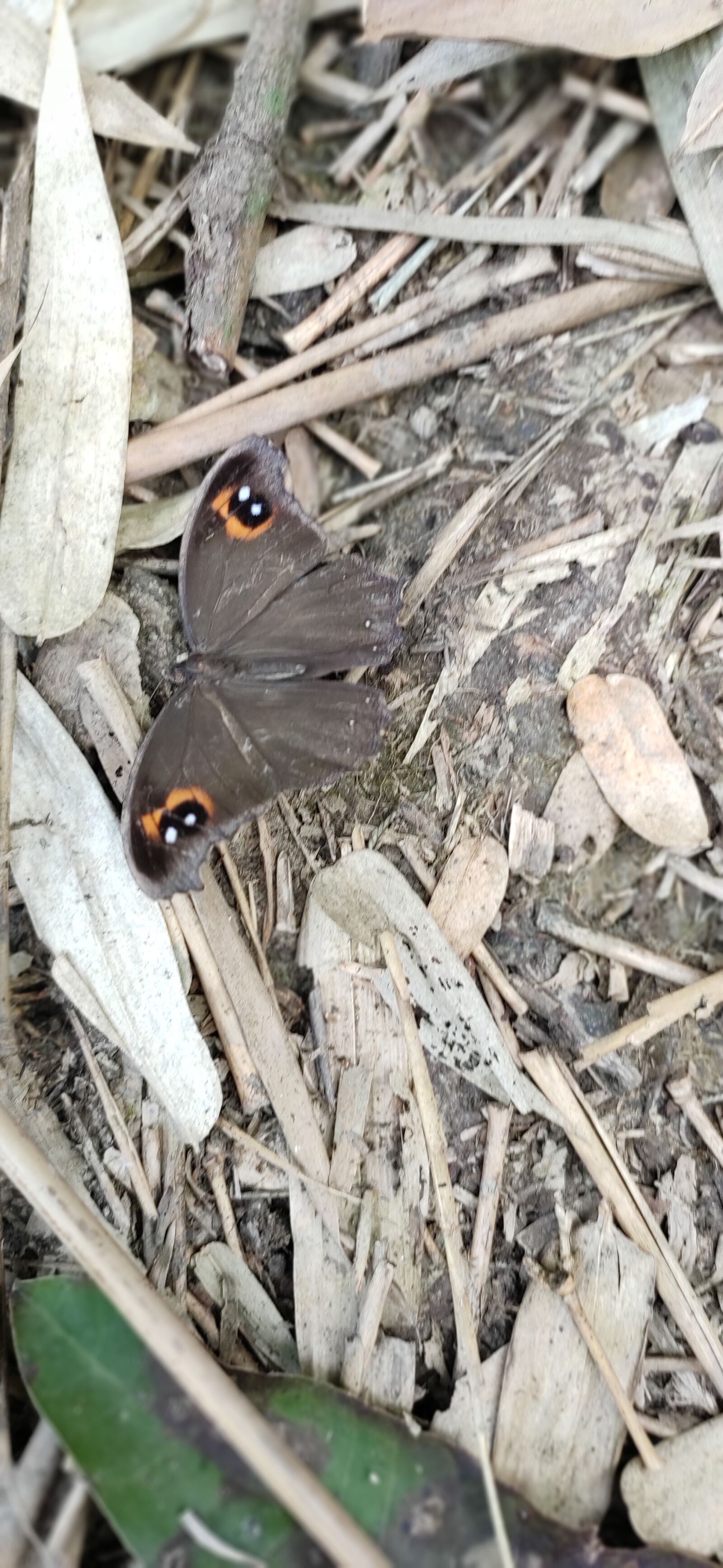 Xiaomi Redmi Note 7 Pro sample photo. Butterfly, nature, wild photography