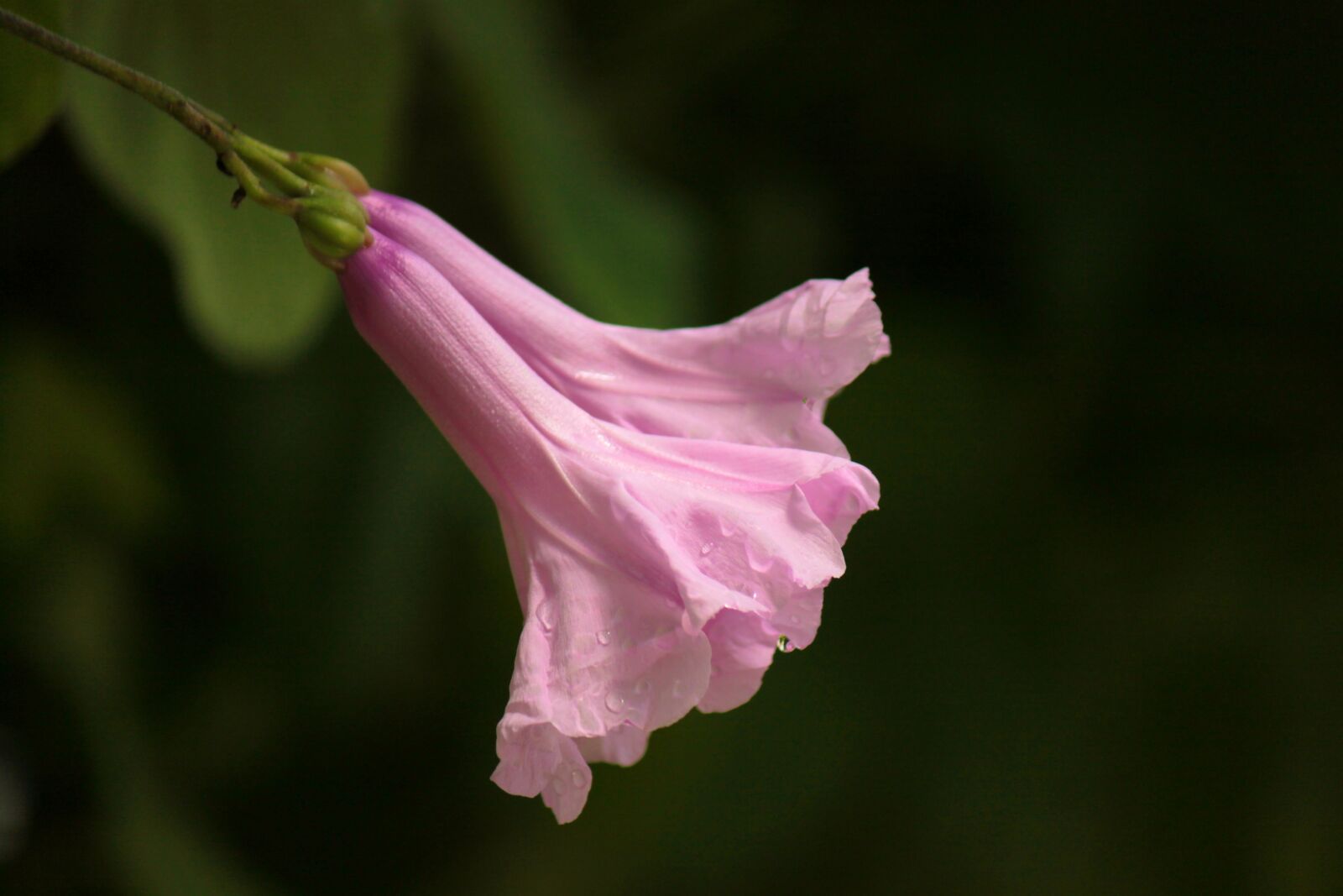 Canon EOS 500D (EOS Rebel T1i / EOS Kiss X3) sample photo. Flower, nature, pink photography