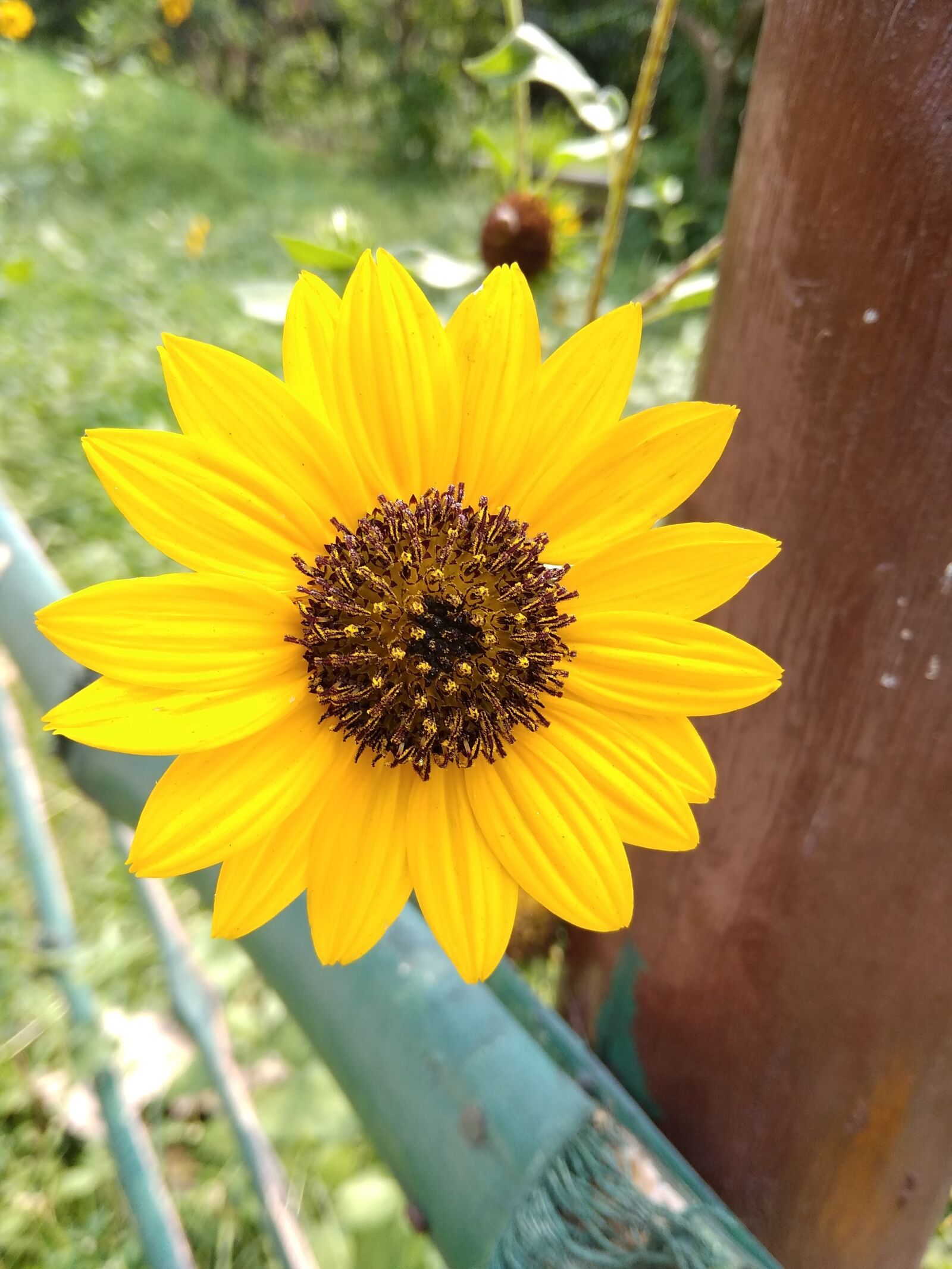 Xiaomi Redmi 5A sample photo. Sunflower, india new today photography
