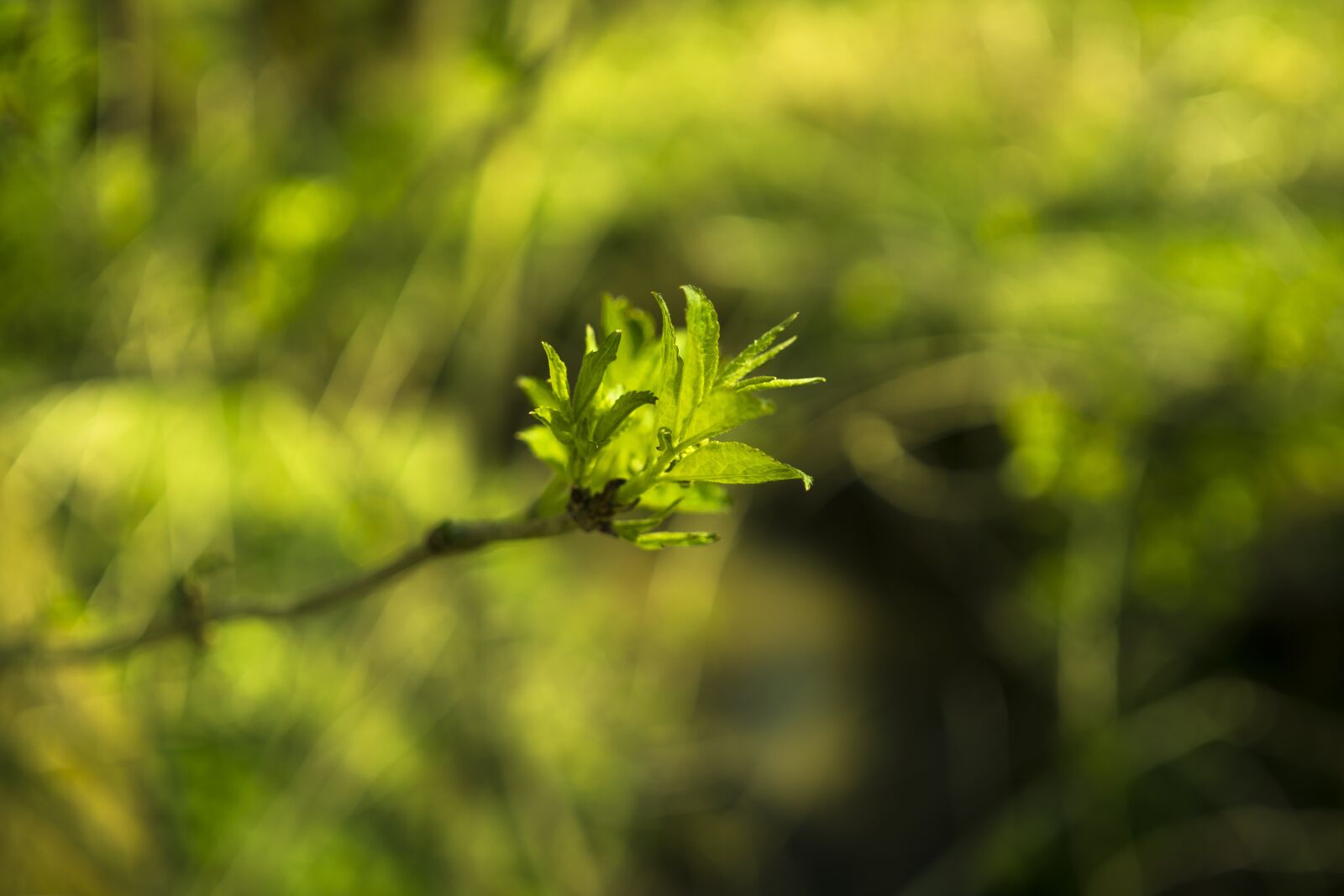 Sony a6300 + Sigma 30mm F2.8 EX DN sample photo. Bud, sprout, nature photography