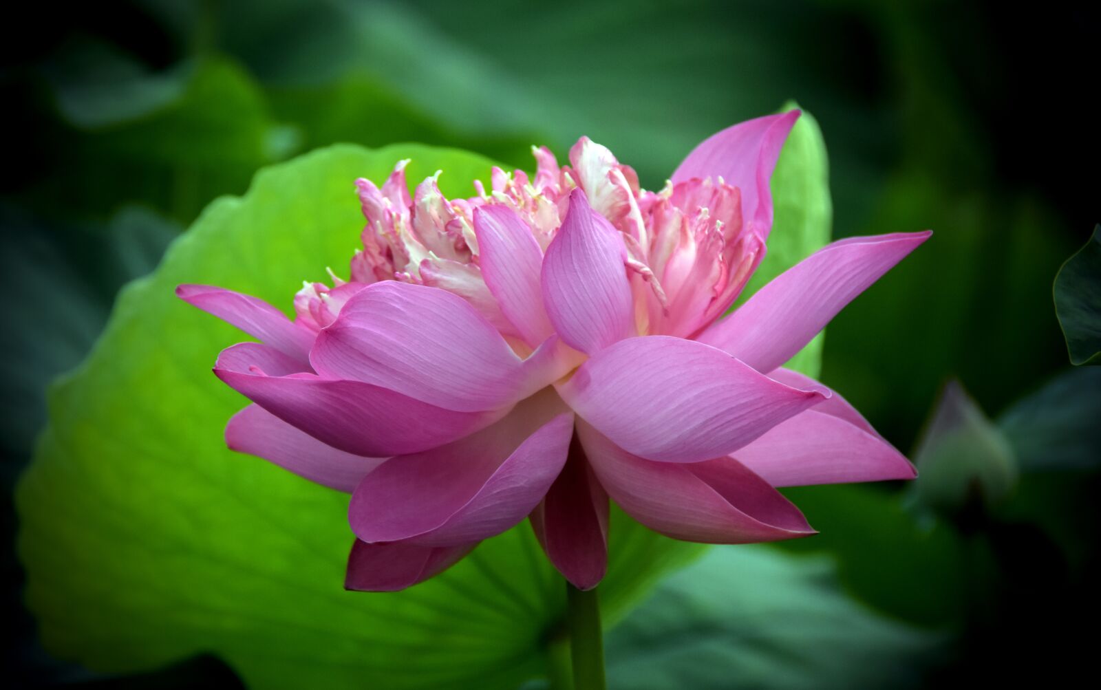 Nikon D7200 sample photo. Lotus, pink, bloom photography