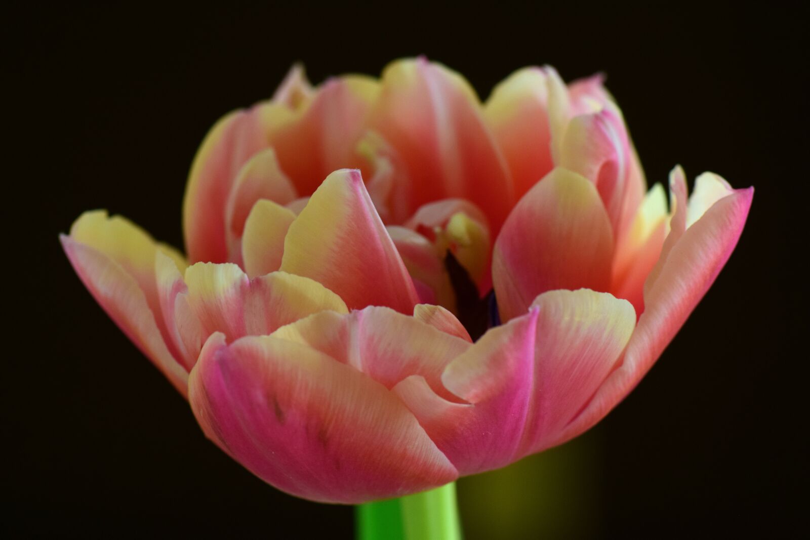 Nikon D3300 sample photo. Flower, nature, tulip photography
