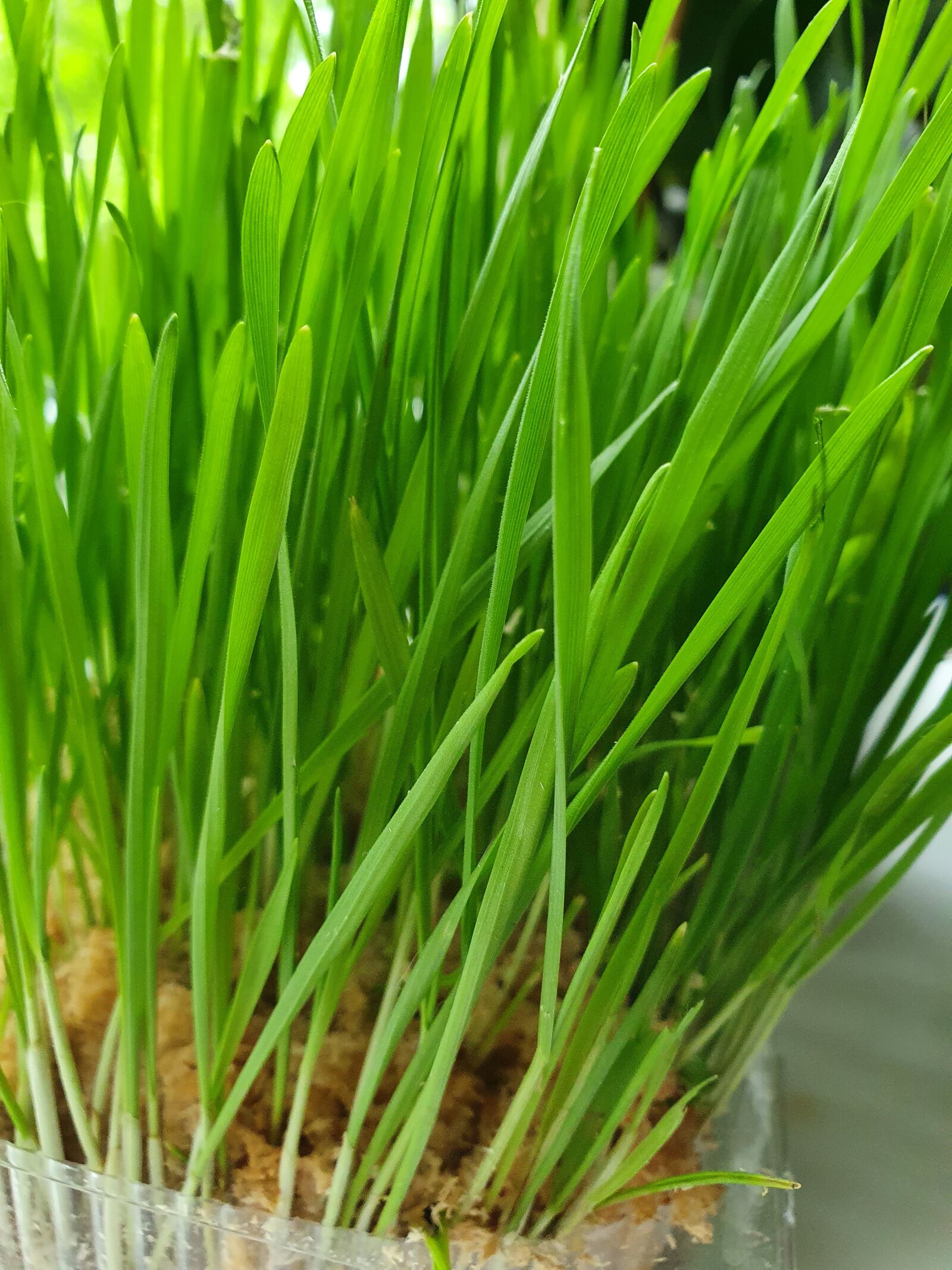 Samsung Galaxy S10 sample photo. Wheat, rostock, green photography
