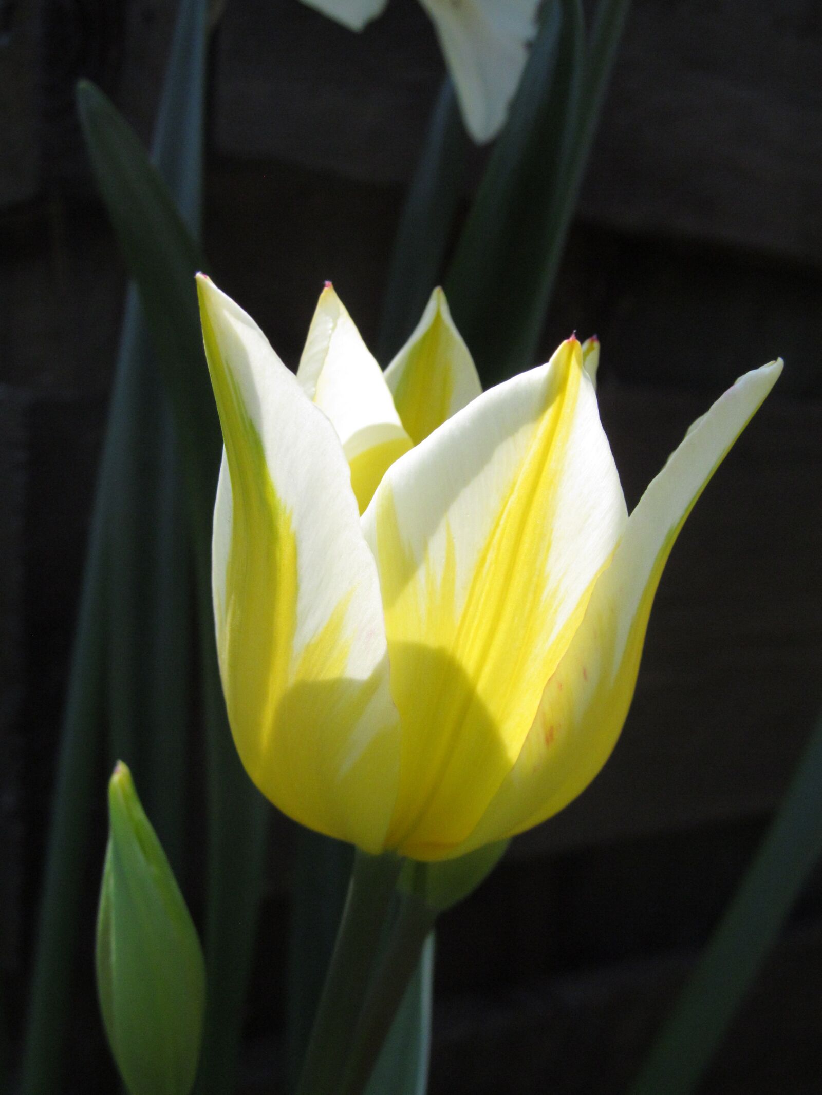 Canon PowerShot SX150 IS sample photo. Light, hope, tulip photography