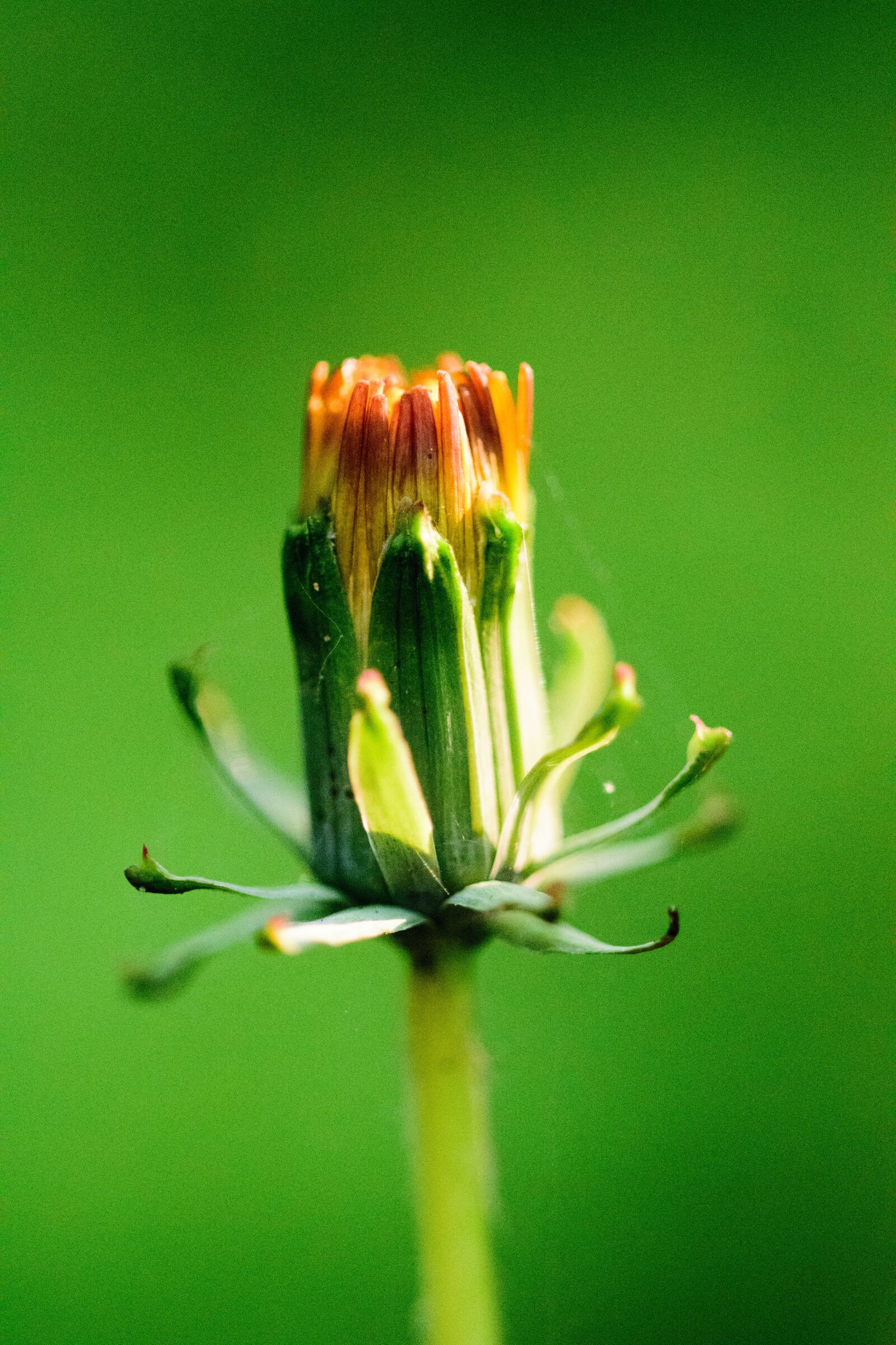 Nikon D5300 sample photo. Flower, nature, animal photography