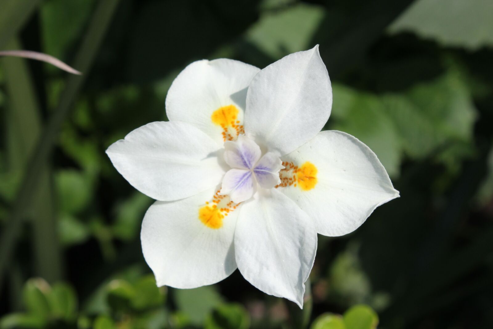 Canon EOS 1200D (EOS Rebel T5 / EOS Kiss X70 / EOS Hi) sample photo. Flowers, flower, white photography