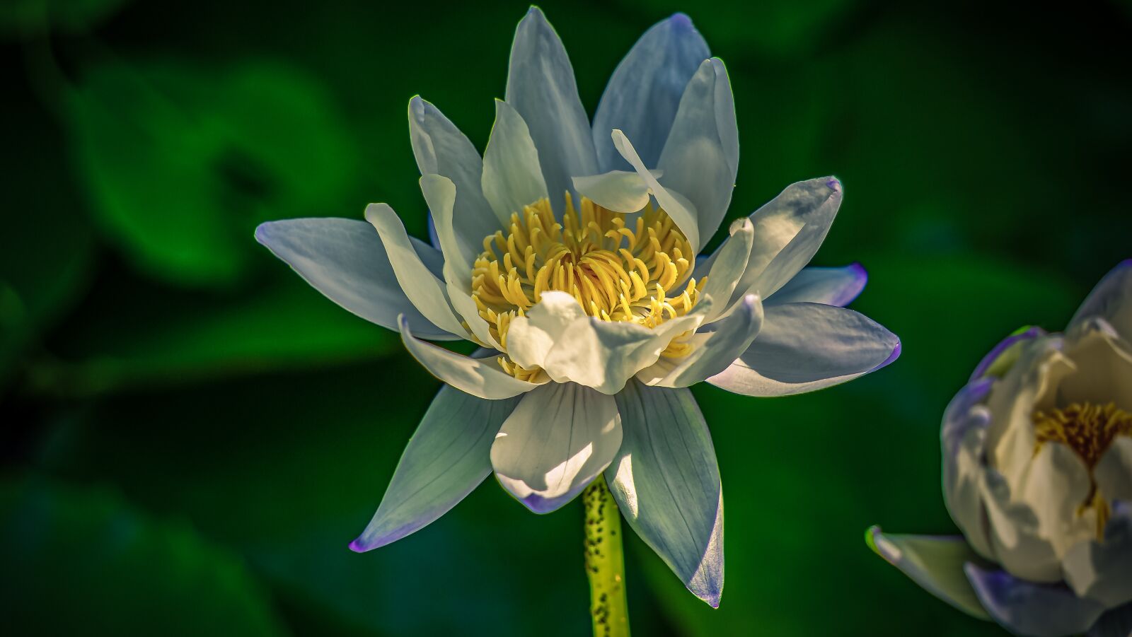 Sony E 55-210mm F4.5-6.3 OSS sample photo. Large water lily, nymphaea photography