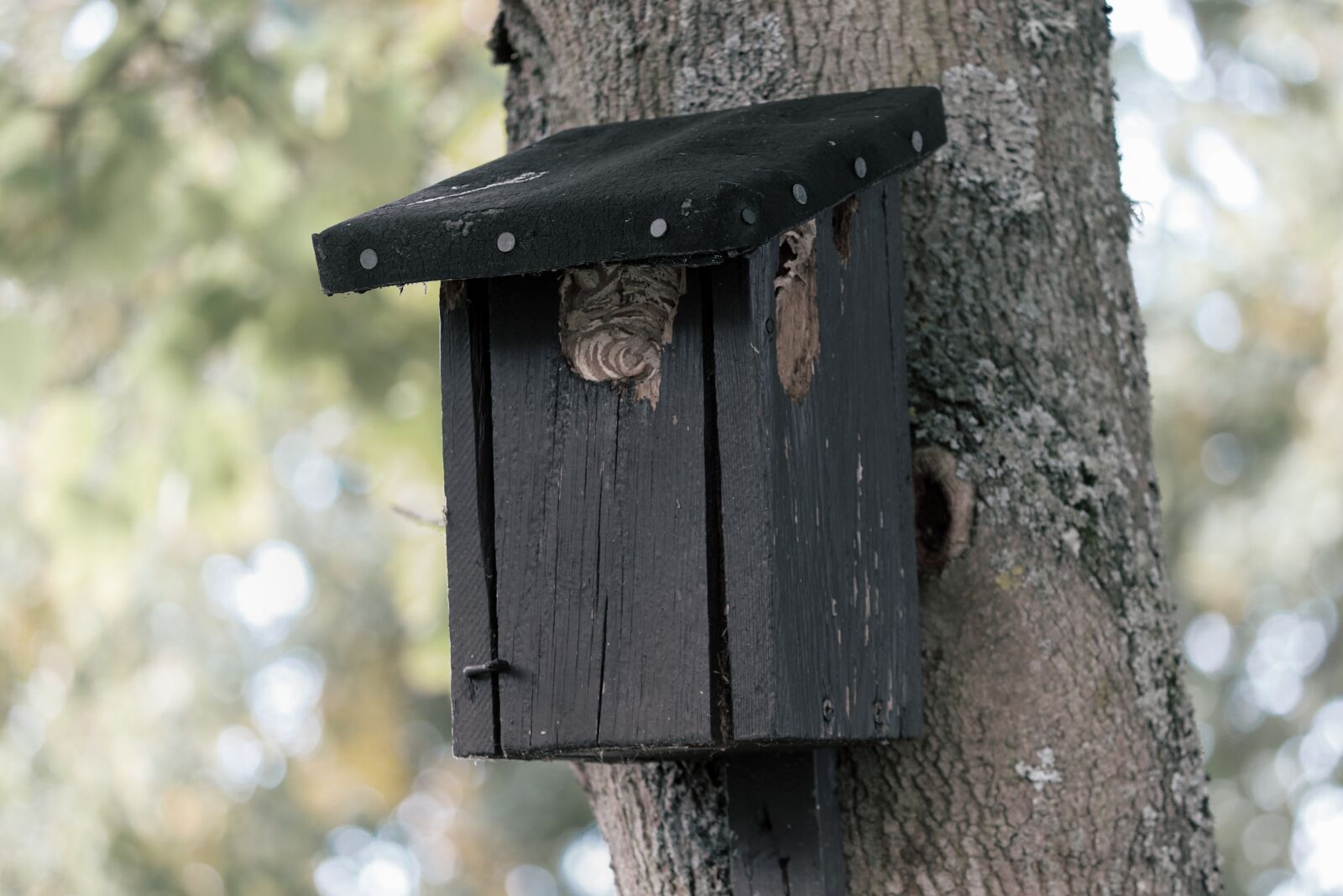 Canon EOS 200D (EOS Rebel SL2 / EOS Kiss X9) sample photo. Aviary, nesting box, nature photography