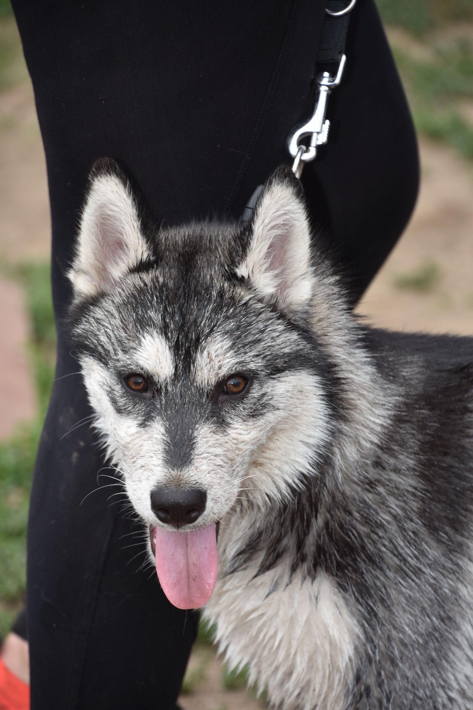Nikon D7200 sample photo. Dog, puppy, pet photography