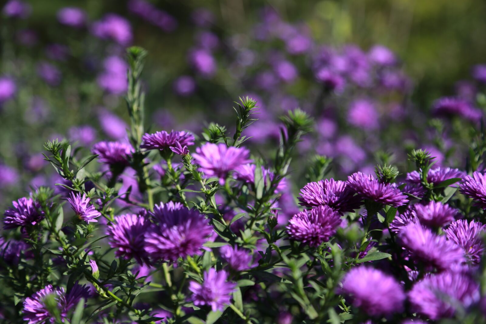 Canon EOS 6D + Canon EF 24-105mm F4L IS USM sample photo. Chrysanthemum, flowers, nature photography