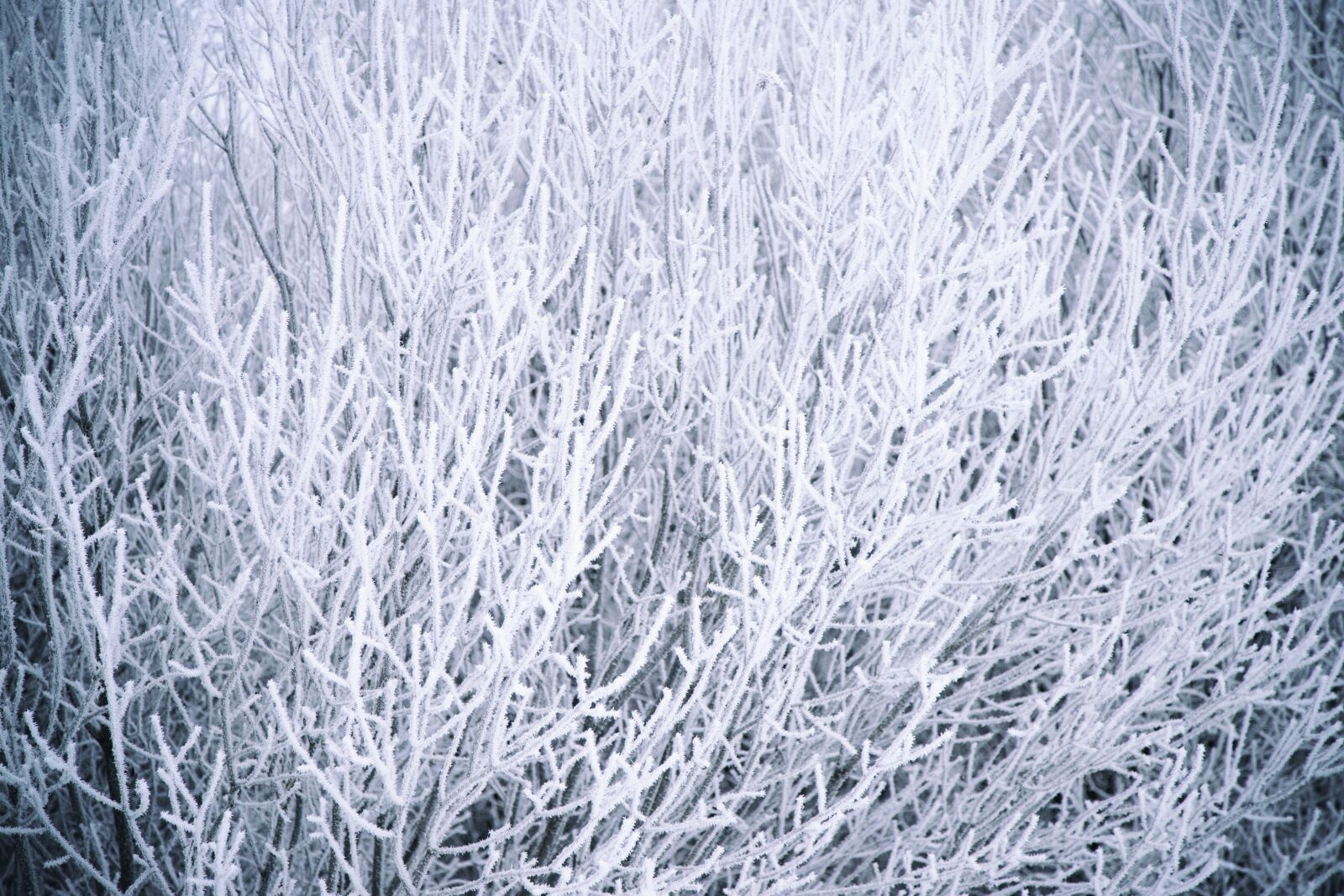 Canon EOS 6D Mark II sample photo. Frost, frozen, winter photography