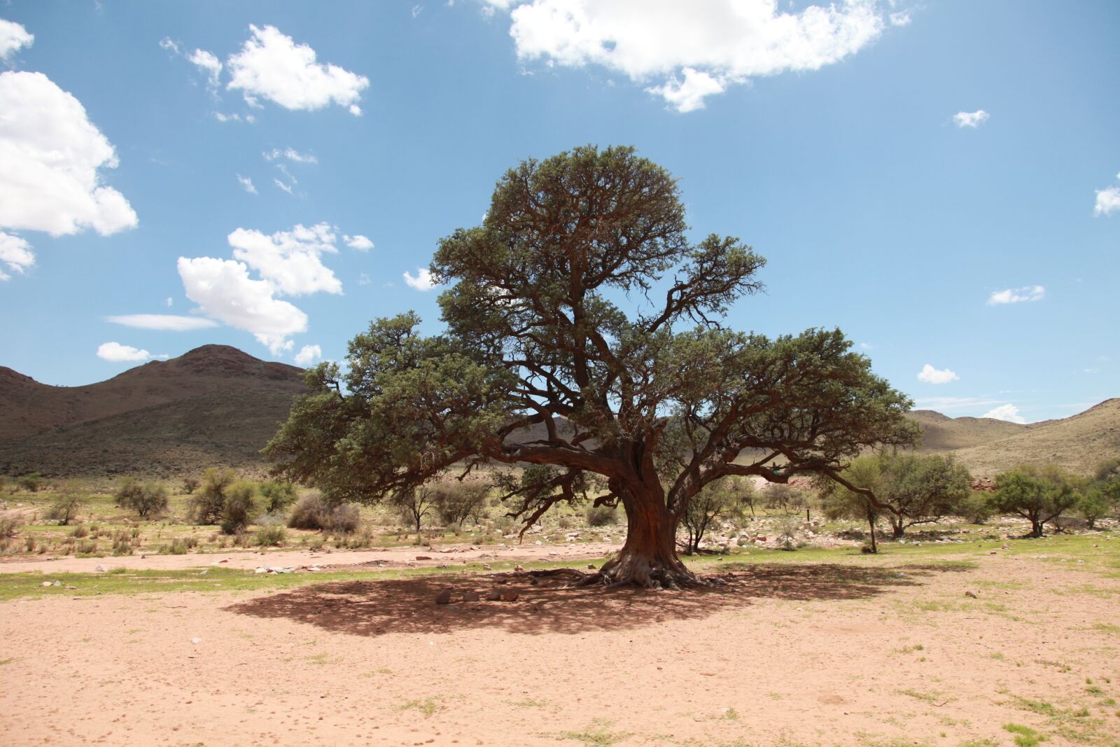 Canon EOS 5D Mark II sample photo. Africa, trees, veld photography