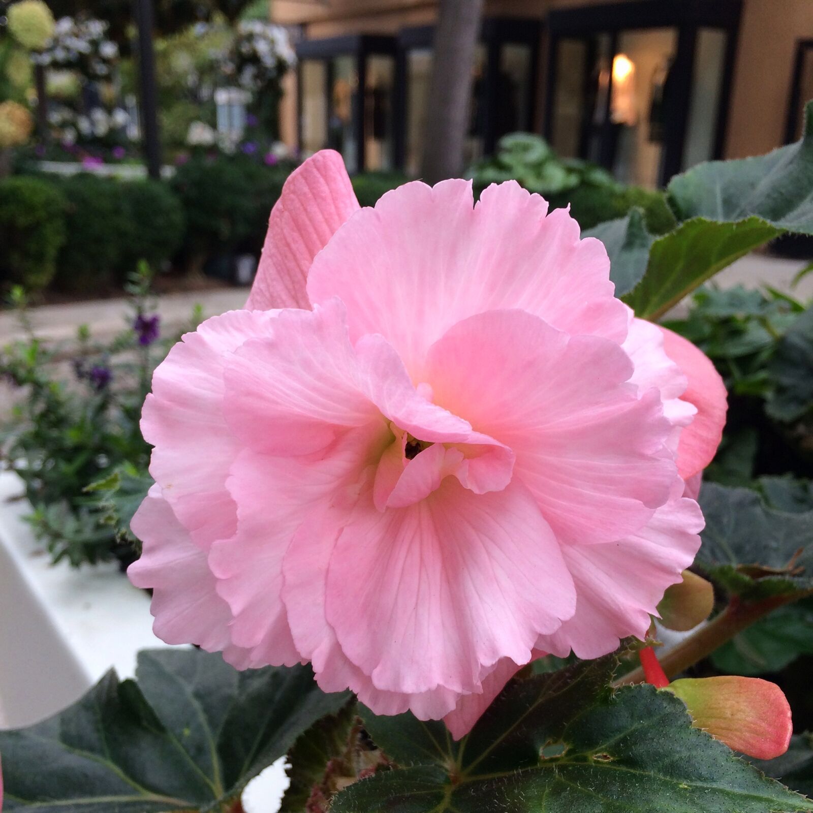 iPhone 5s back camera 4.15mm f/2.2 sample photo. Geranium, flower, nature photography