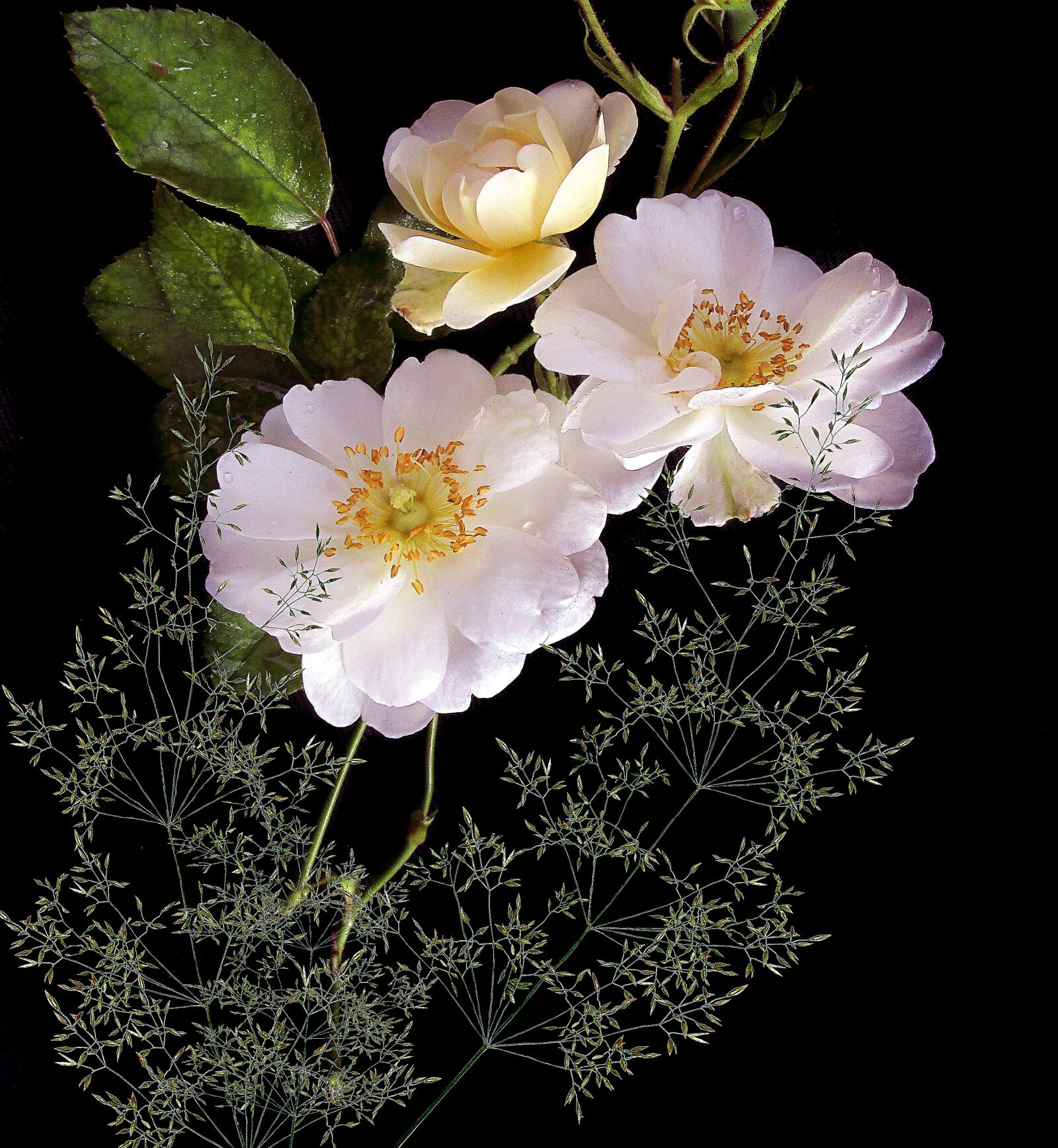 Canon EOS 5D Mark II sample photo. Flower, plant, nature photography