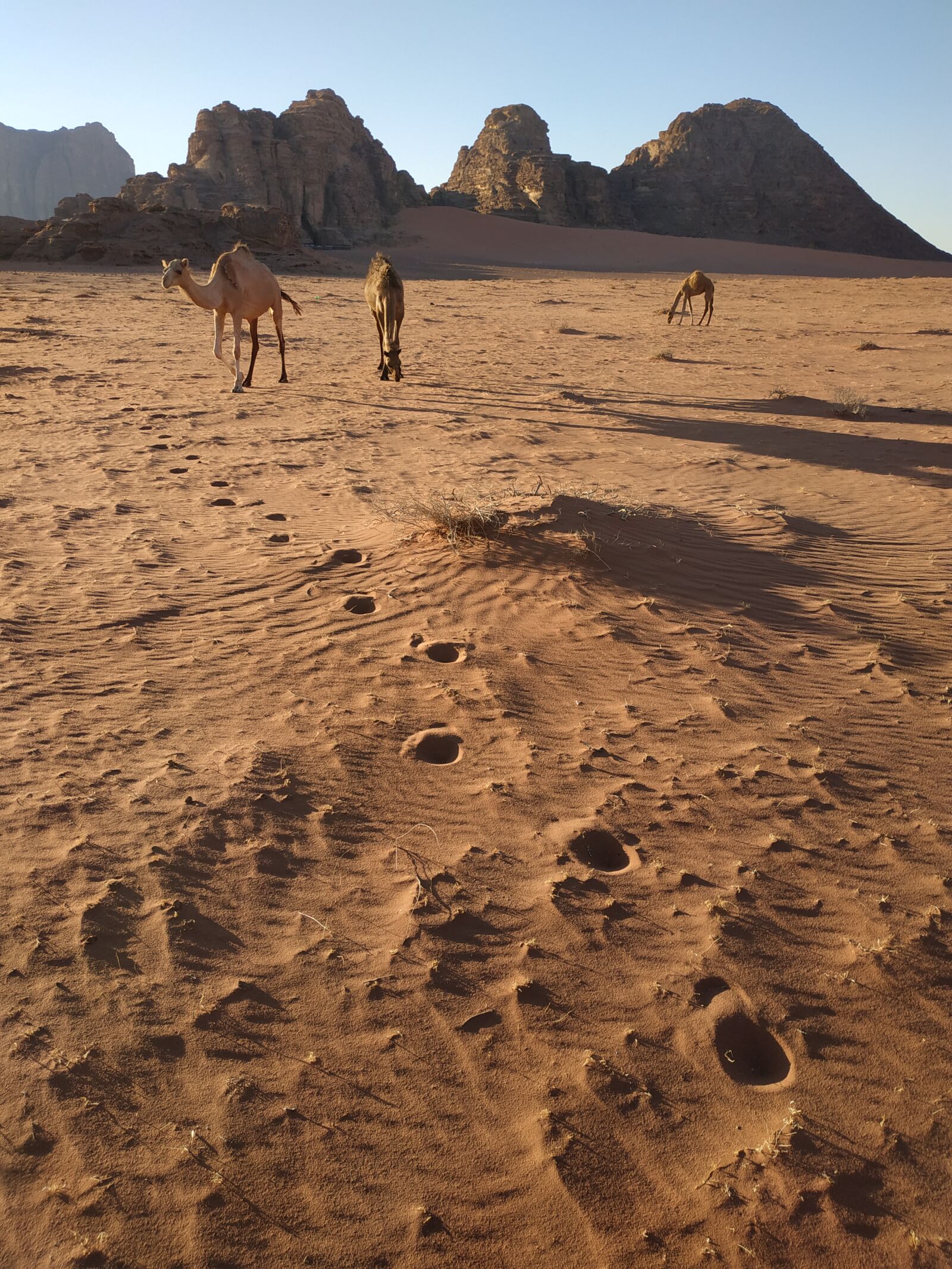 Xiaomi Redmi Note 5 sample photo. Jordan, camp, sand photography