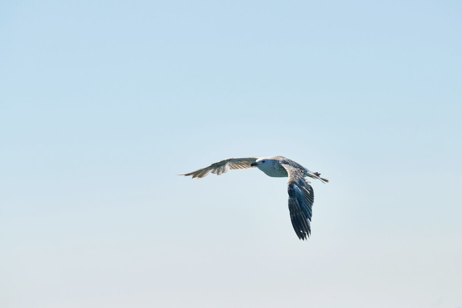 Sony FE 70-200mm F4 G OSS sample photo. March, gulls, bird photography
