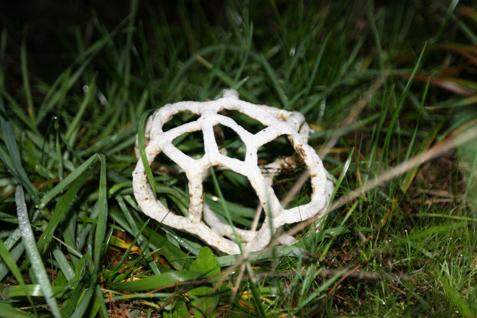 Canon EOS 20D sample photo. Alien, flash, fungas, fungi photography
