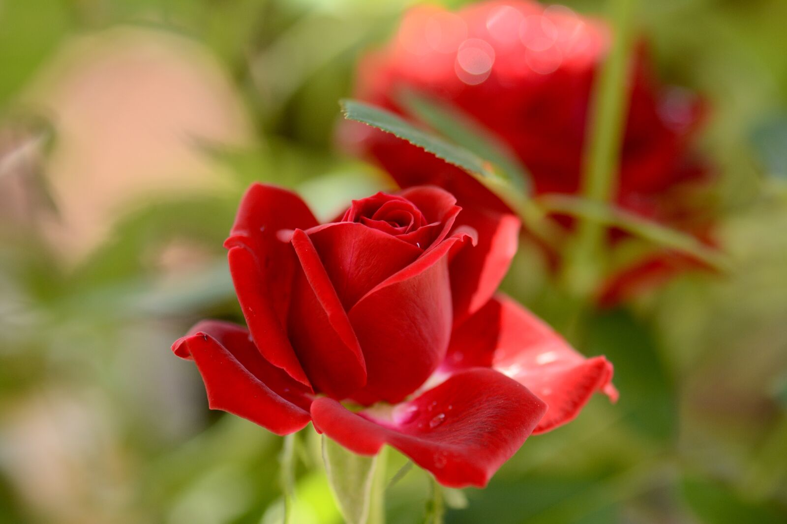 Nikon D7100 sample photo. Spring, red roses, garden photography