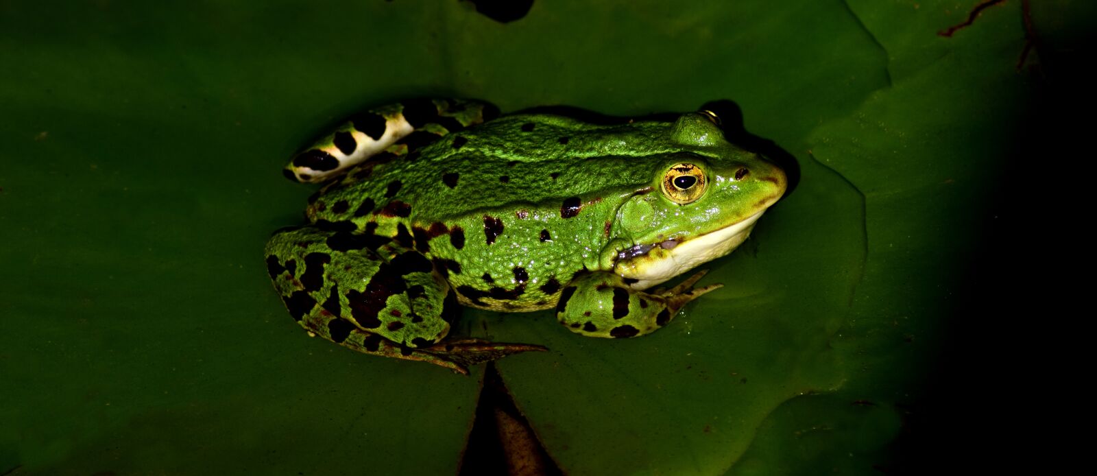 Nikon D3300 sample photo. Frog, water frog, animal photography