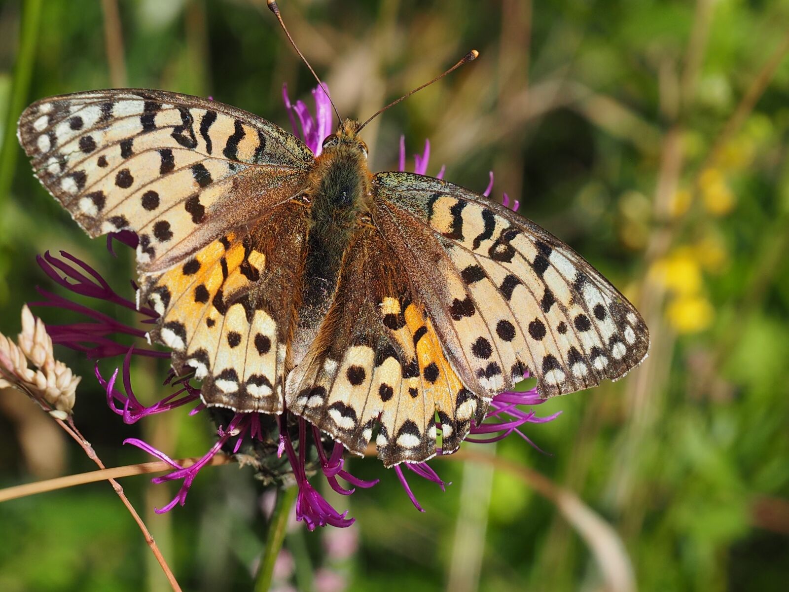 Olympus OM-D E-M1 sample photo. Butterfly, hampshire, uk nature photography