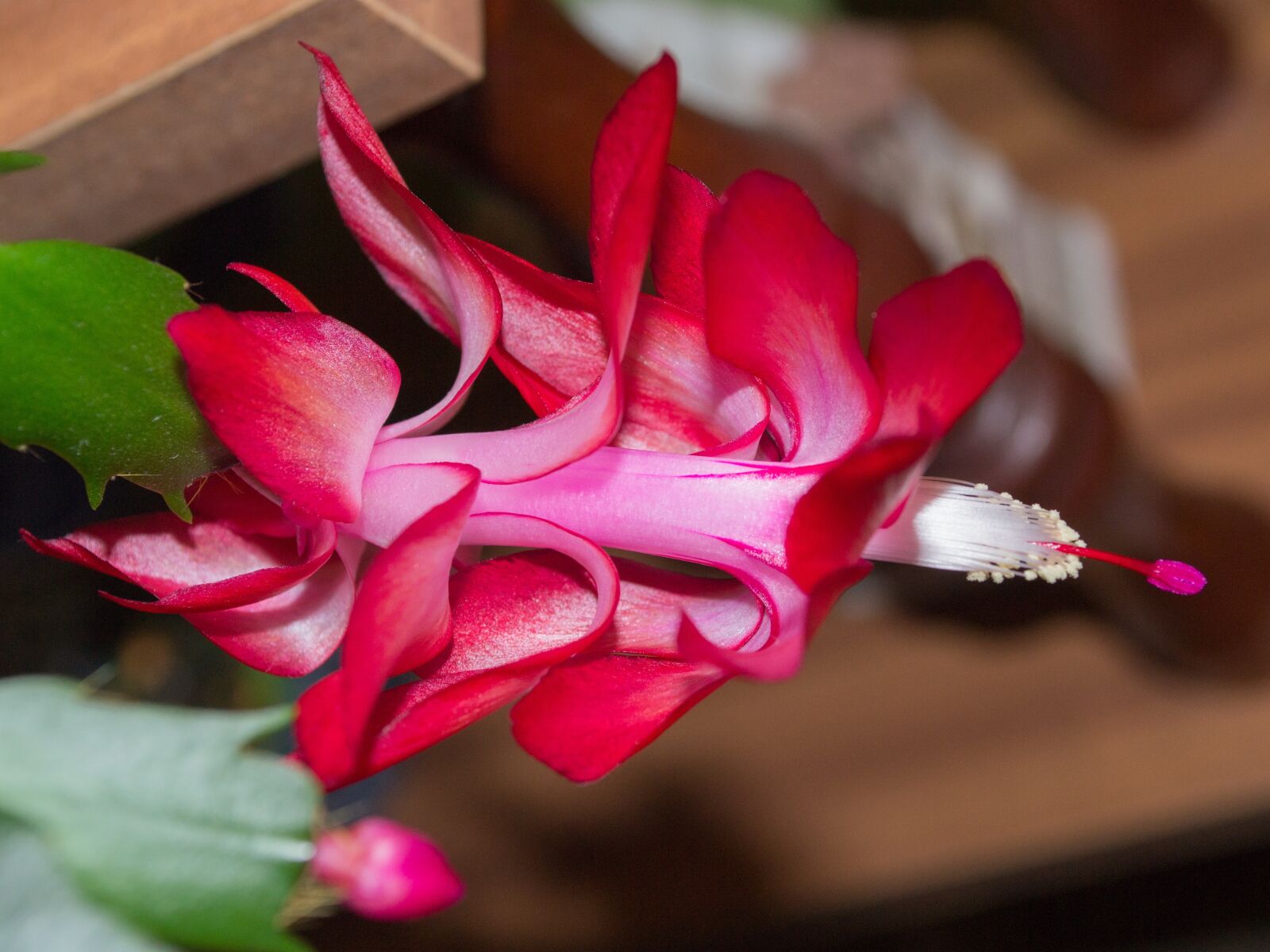 Nikon D3100 sample photo. Flower, cactus, plant photography