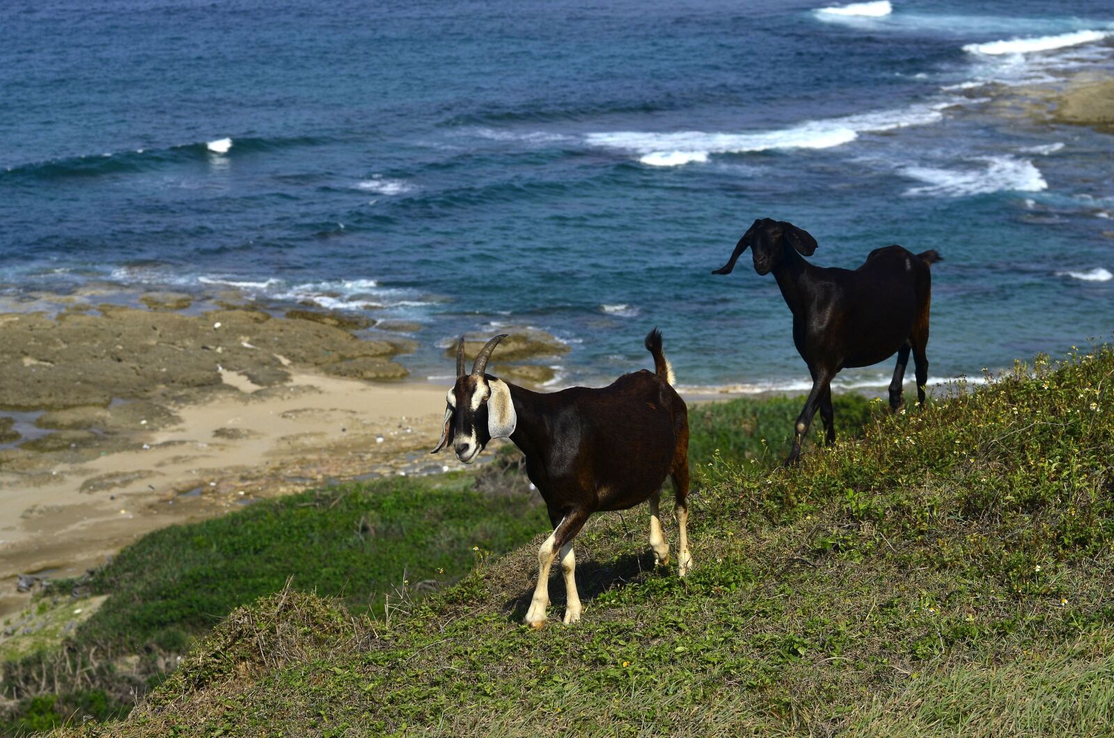 Nikon D7000 sample photo. Goats, sea, foam photography