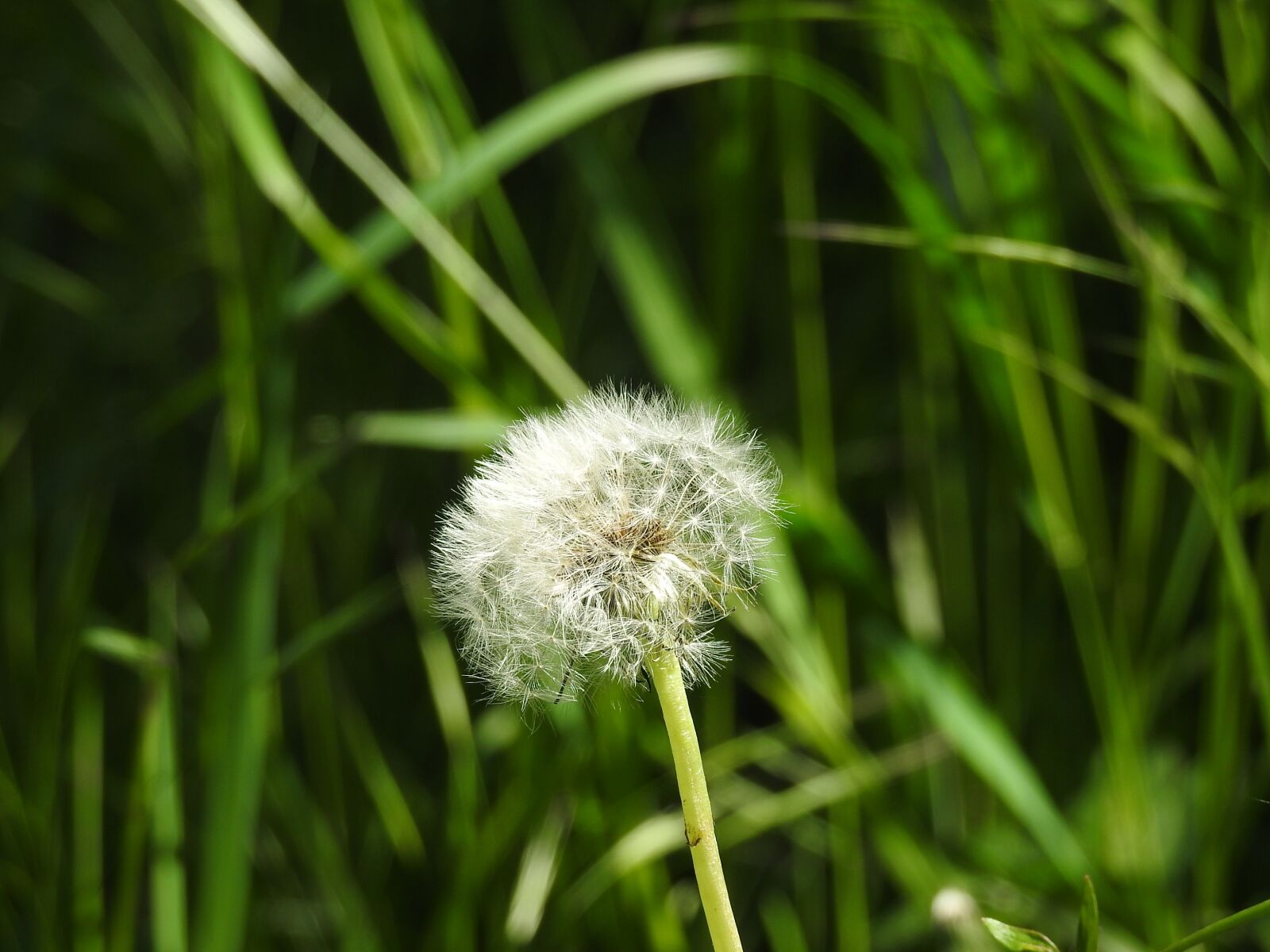 Nikon Coolpix P900 sample photo. Dandelion, spring, summer grass photography