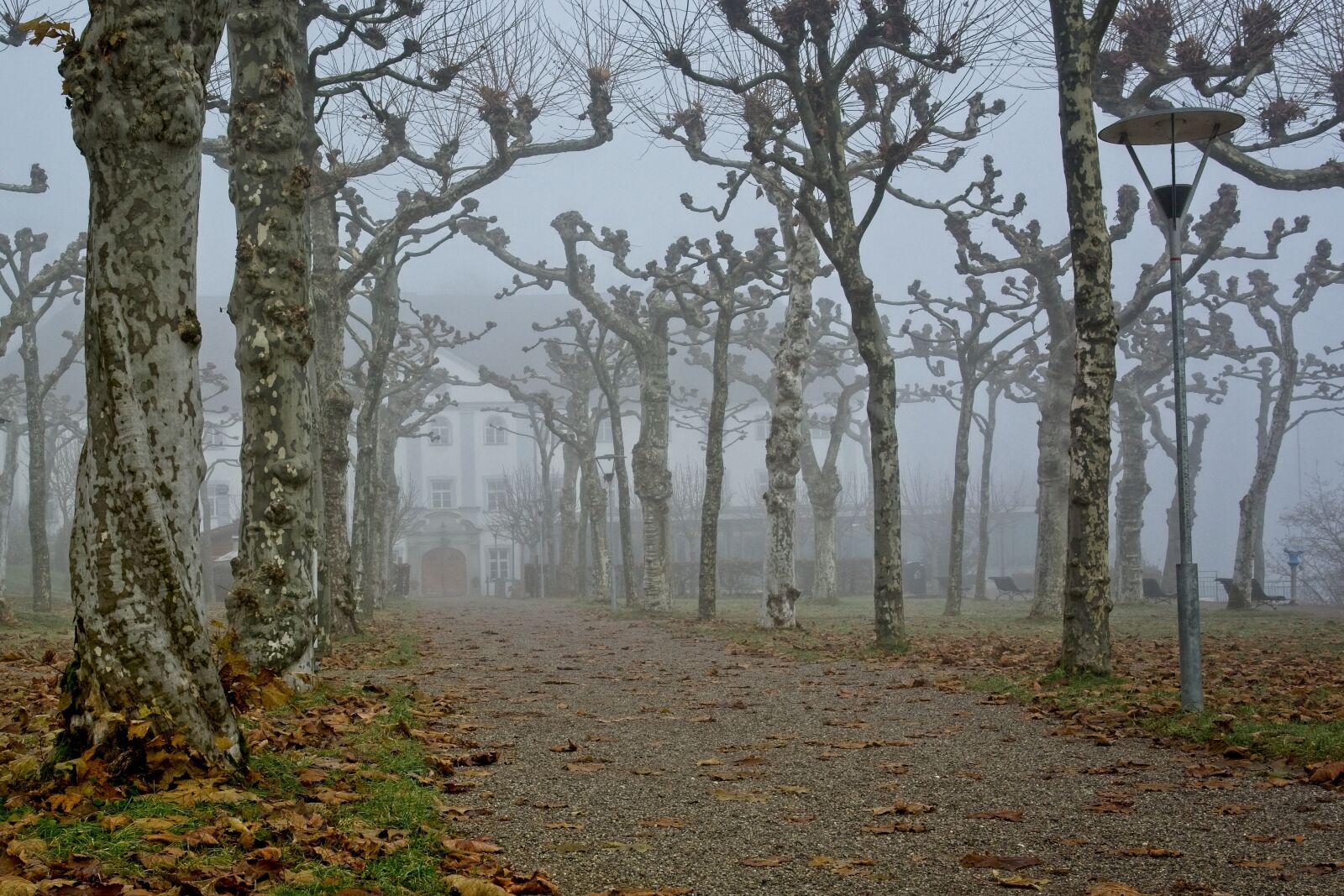 Nikon D7100 sample photo. Fog, foggy, silhouette photography