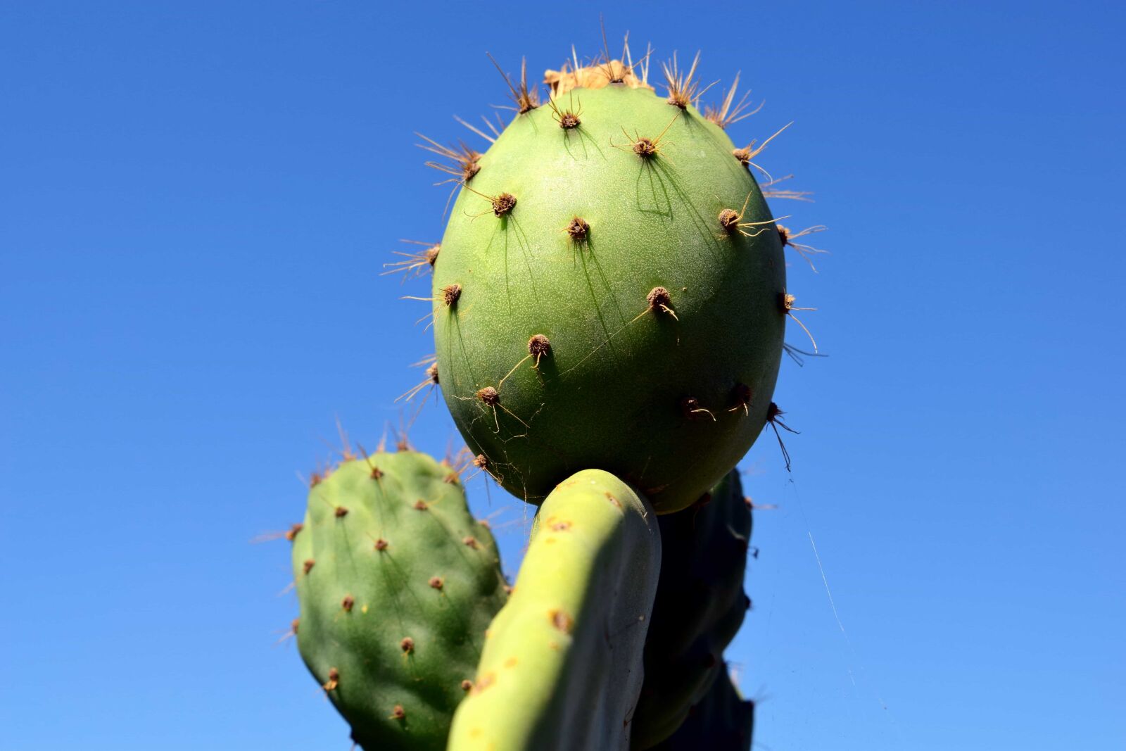 Nikon D3300 sample photo. Nature, sharp, cactus, desert photography
