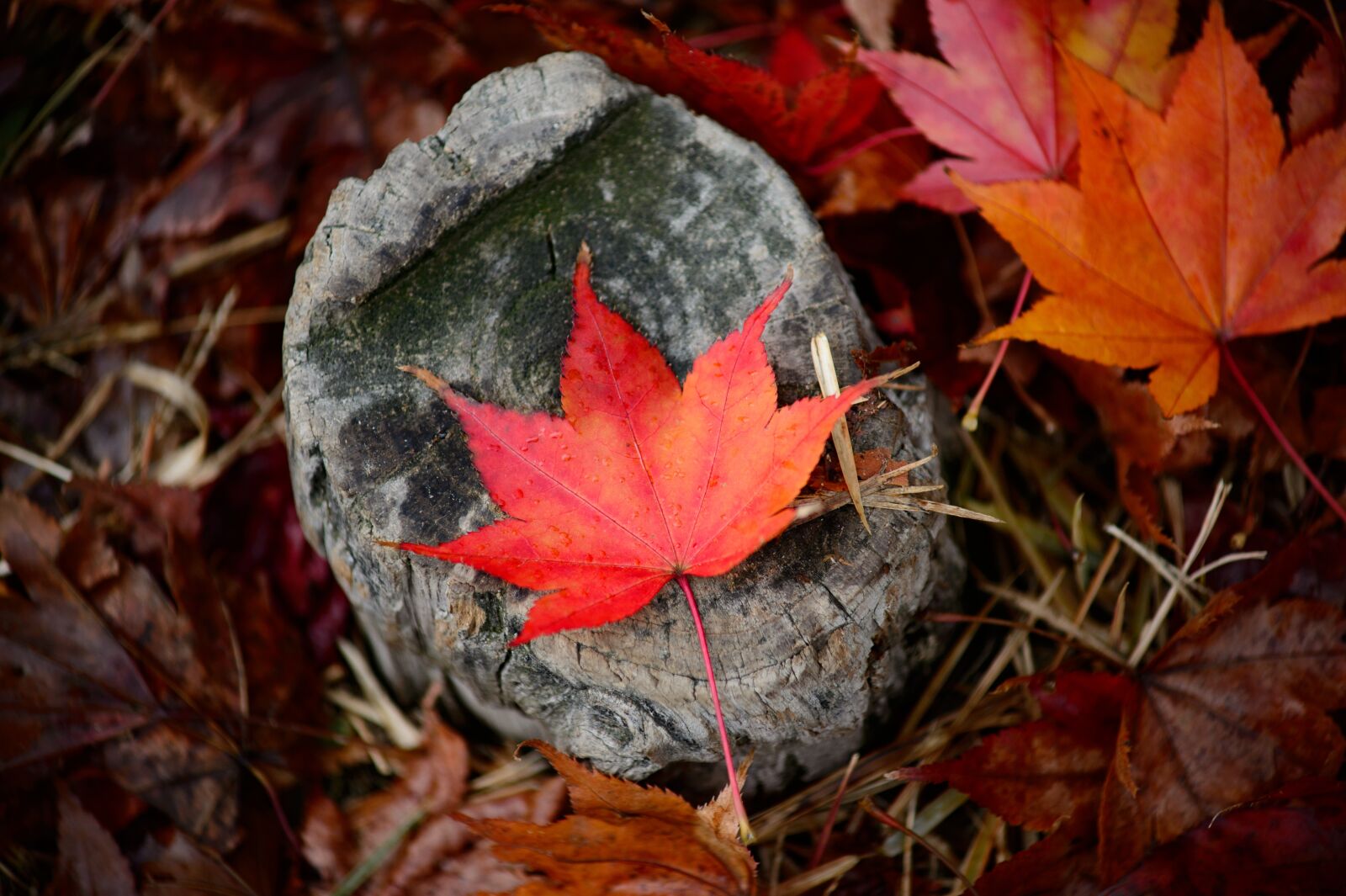 Nikon Df sample photo. Leaves, fall, autumn photography