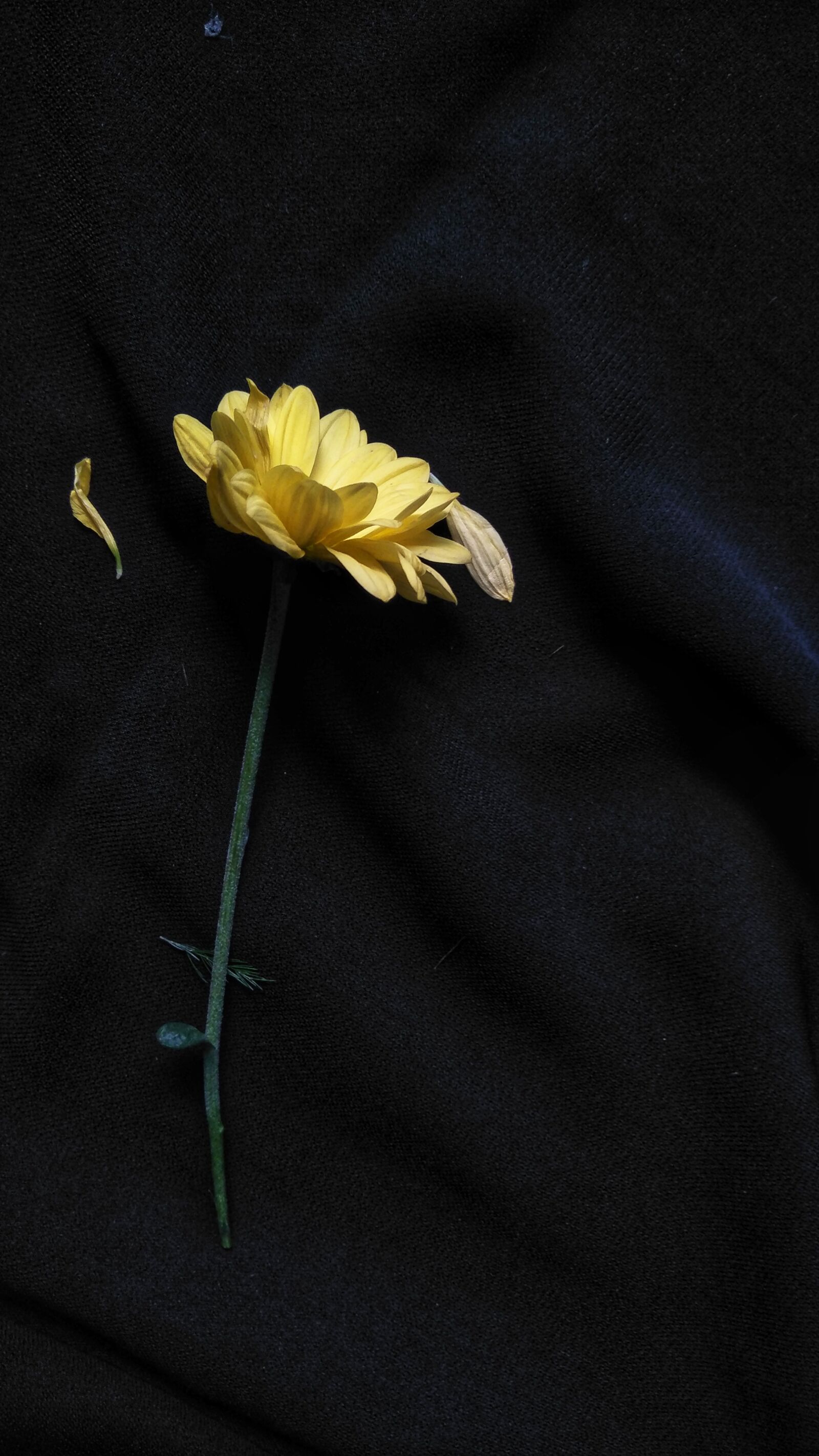 OPPO CPH1701 sample photo. Flowers, yellow, black photography
