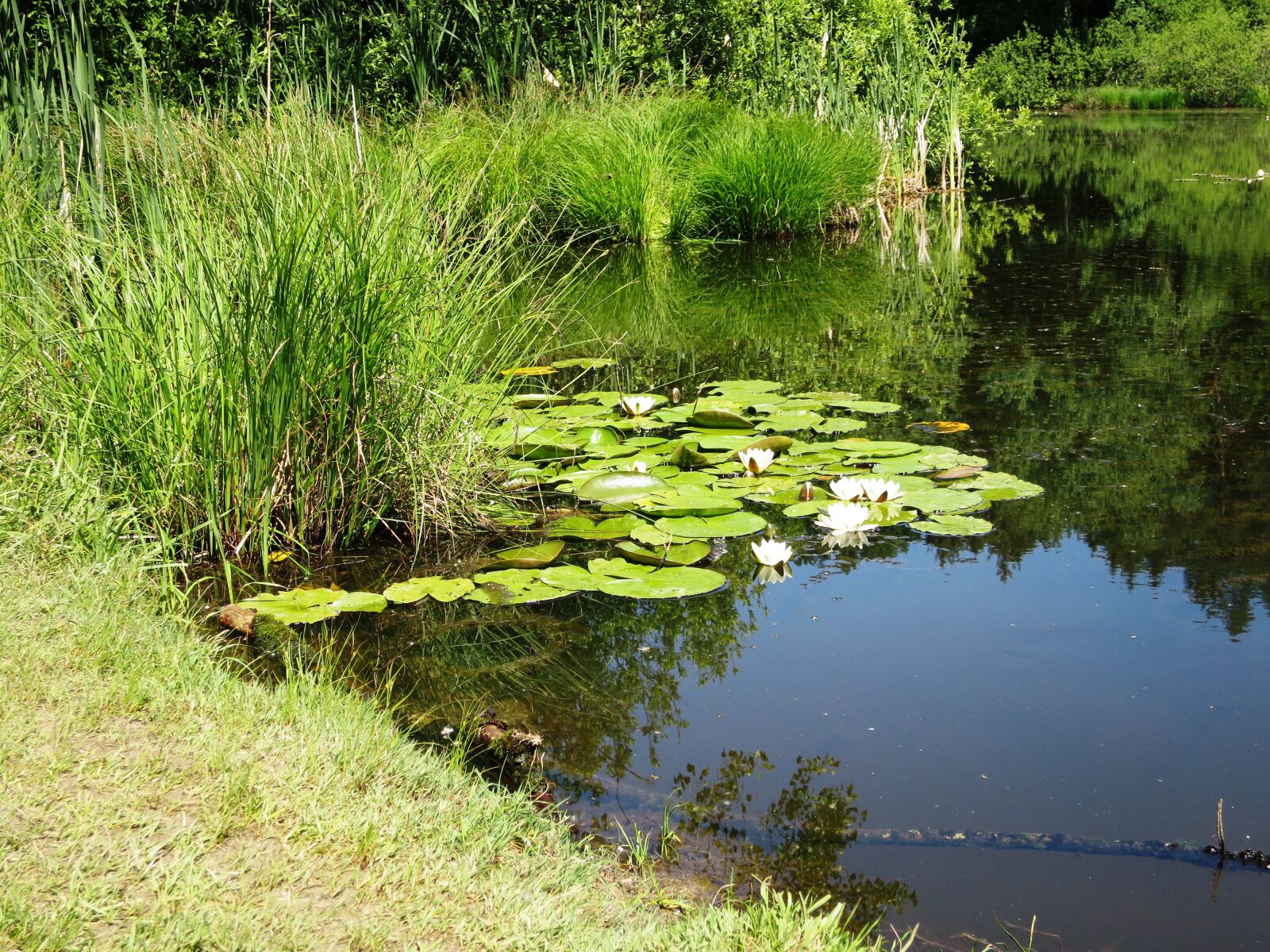 Canon PowerShot S120 sample photo. Pond, water lilies, water photography