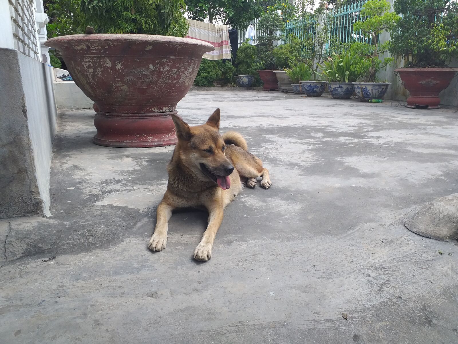 Samsung Galaxy J6+ sample photo. I love my dog photography