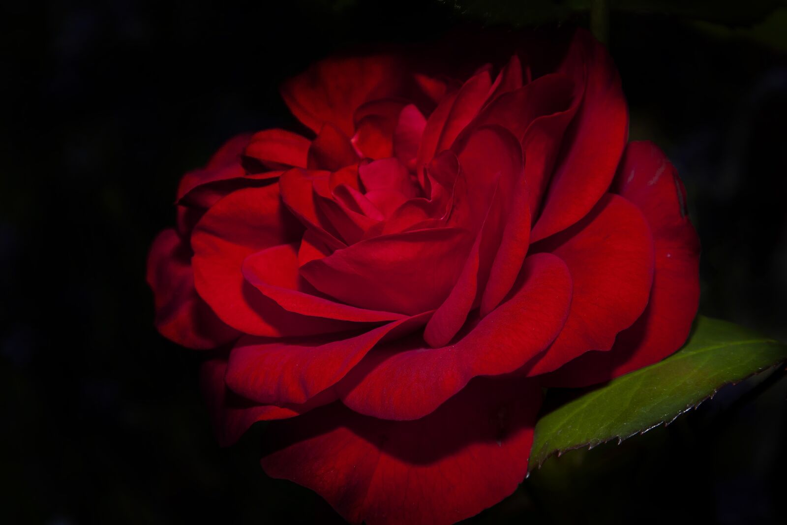 Canon EOS 50D + Canon EF 24-105mm F4L IS USM sample photo. Rose, red, flower photography