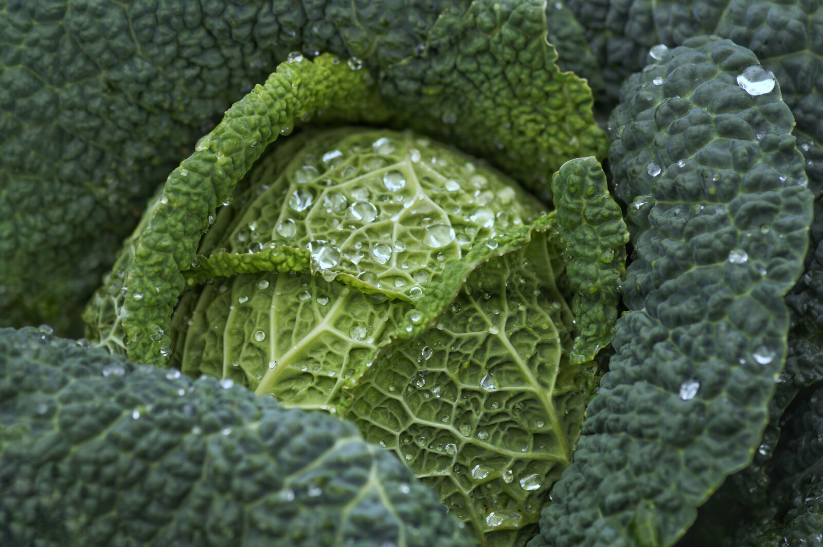 Sony SLT-A58 + Minolta AF 100mm F2.8 Macro [New] sample photo. Cabbage, kale, vegetables photography