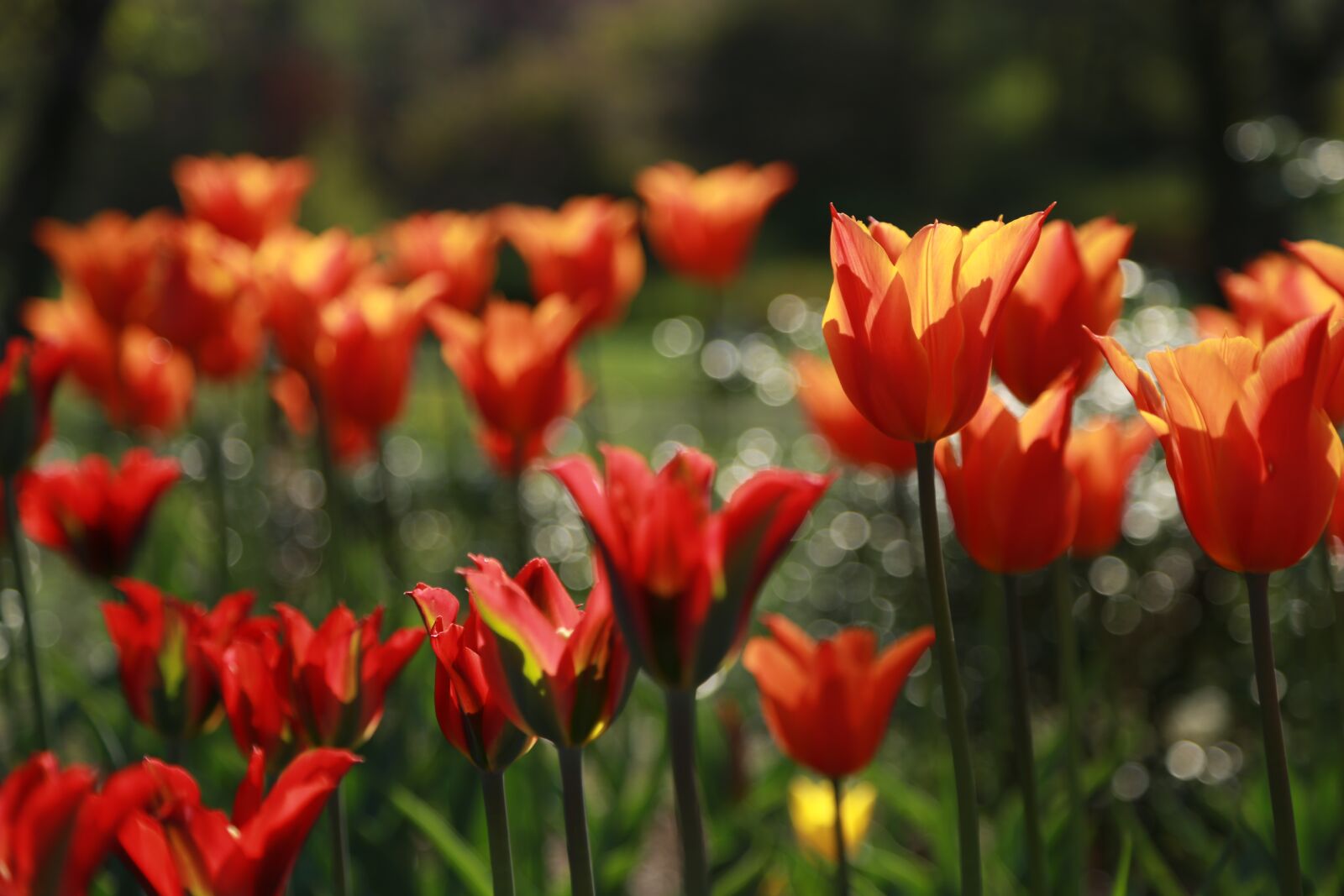 Canon EOS 6D + Canon EF 24-105mm F4L IS USM sample photo. Nature, plants, flowers photography