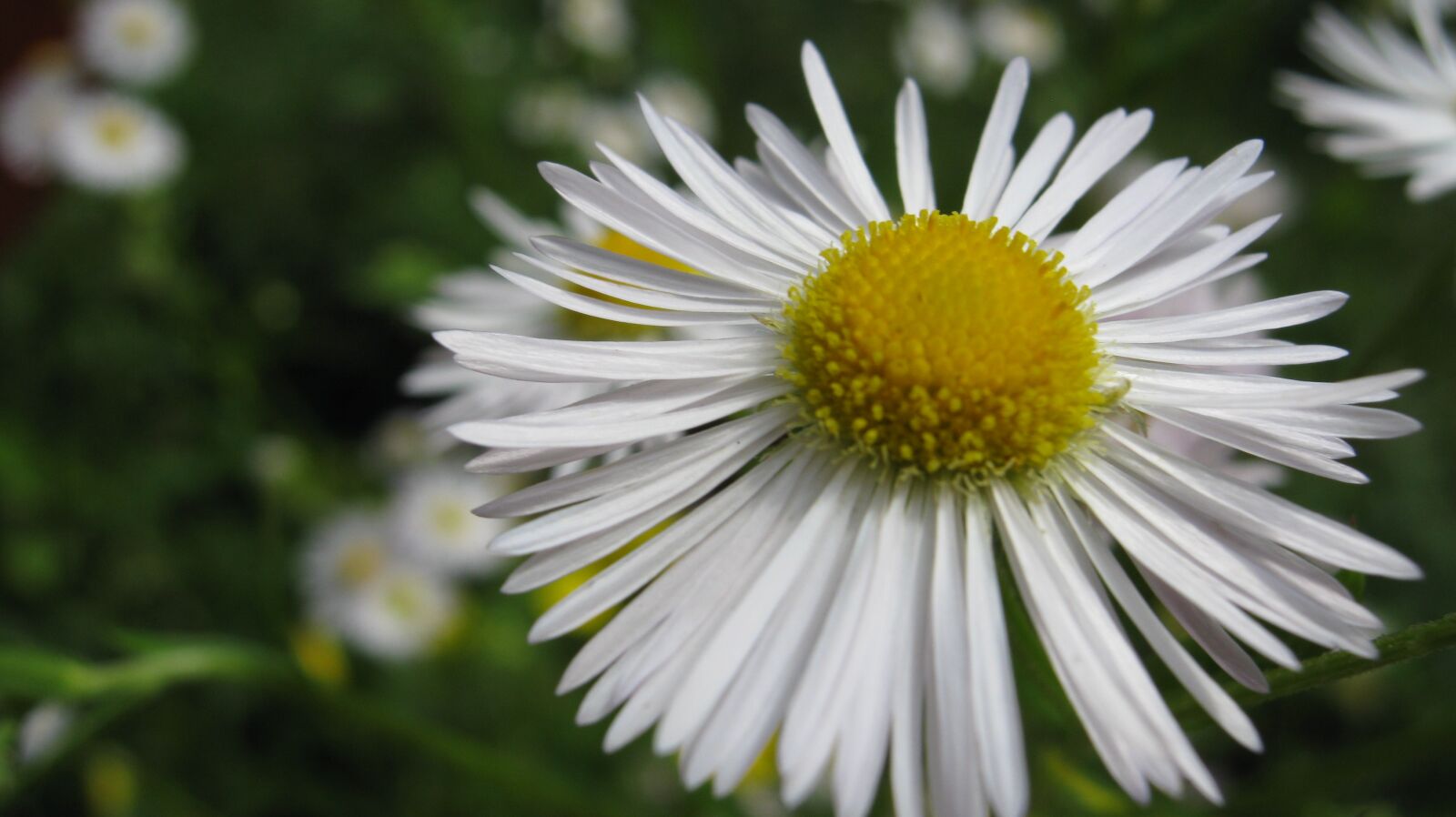 Canon PowerShot A480 sample photo. Daisy, flower, colourful photography