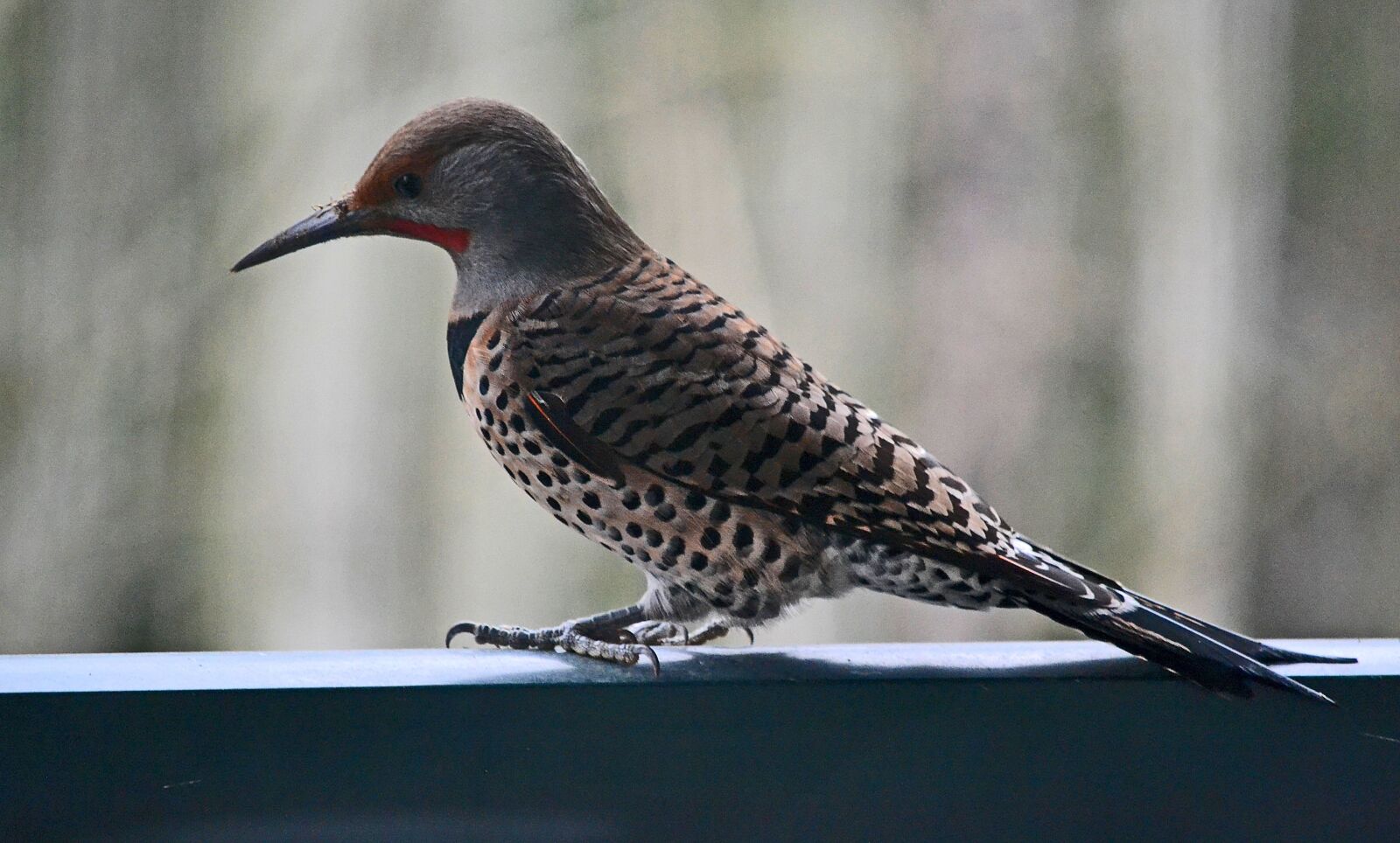 Nikon D3100 sample photo. Woodpecker, bird, jay photography