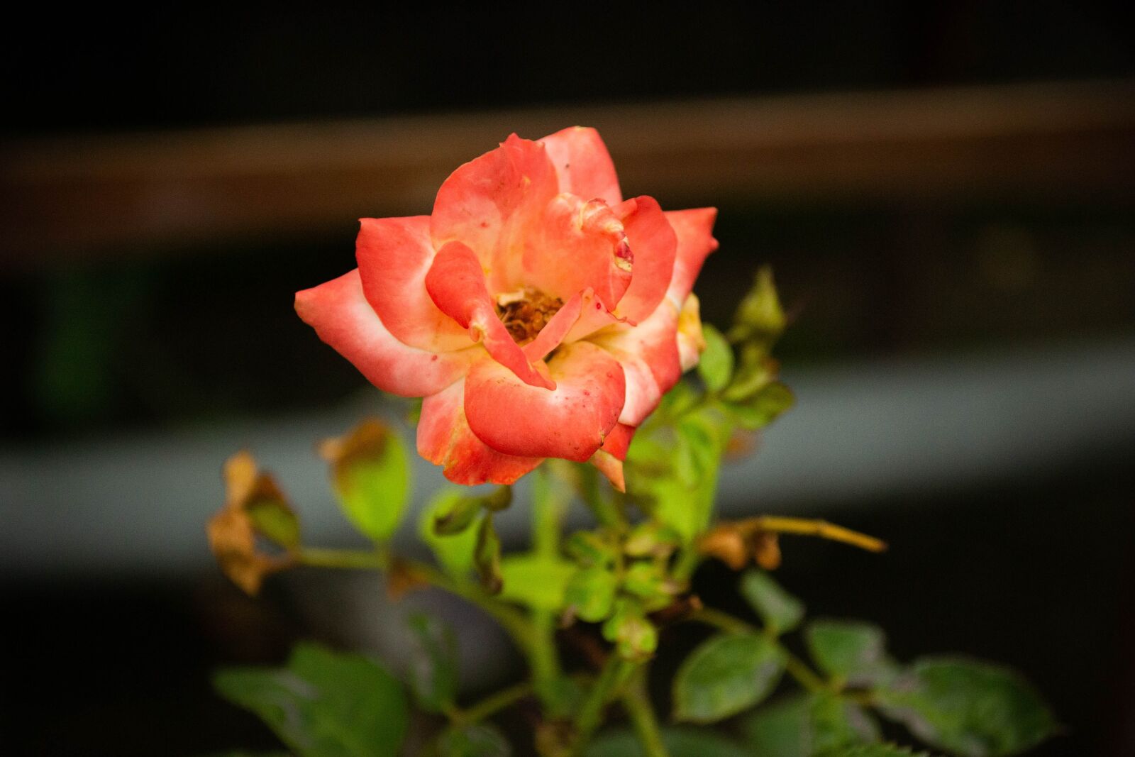 Nikon D3100 sample photo. Flowers, plants, nature photography