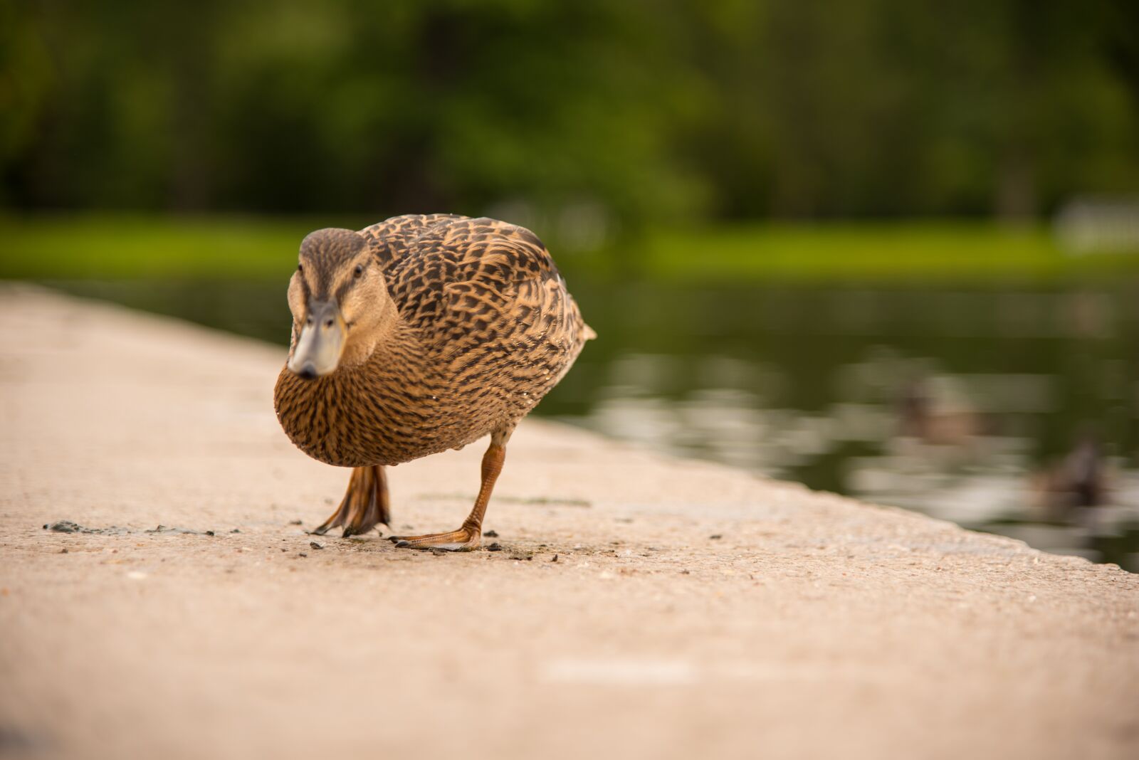 Nikon D750 sample photo. Duck, quay, stone photography