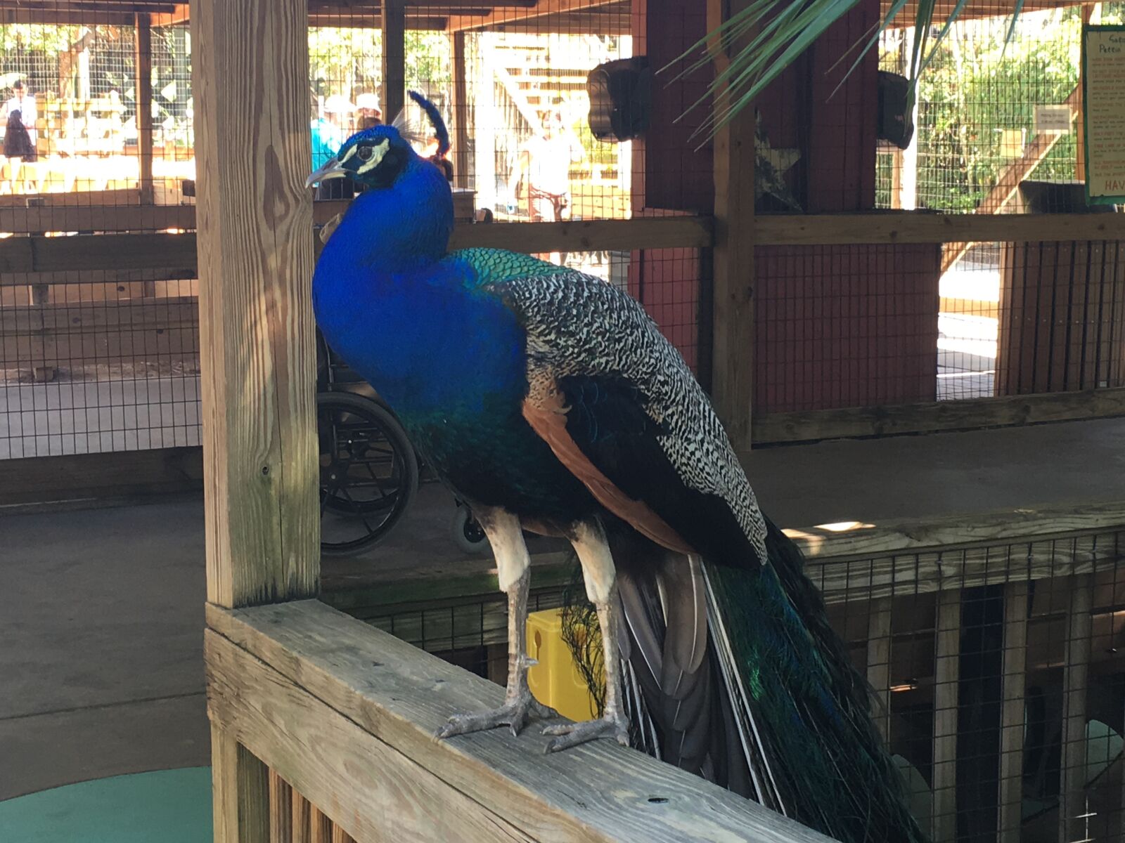 Apple iPhone 6s Plus sample photo. Peacock photography