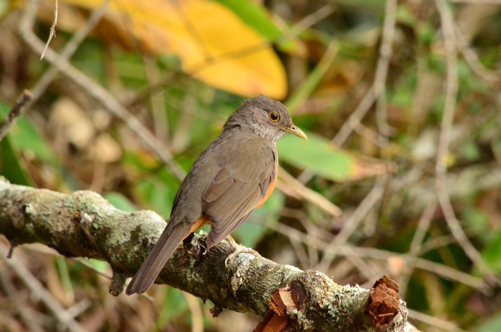 Nikon D5100 sample photo
