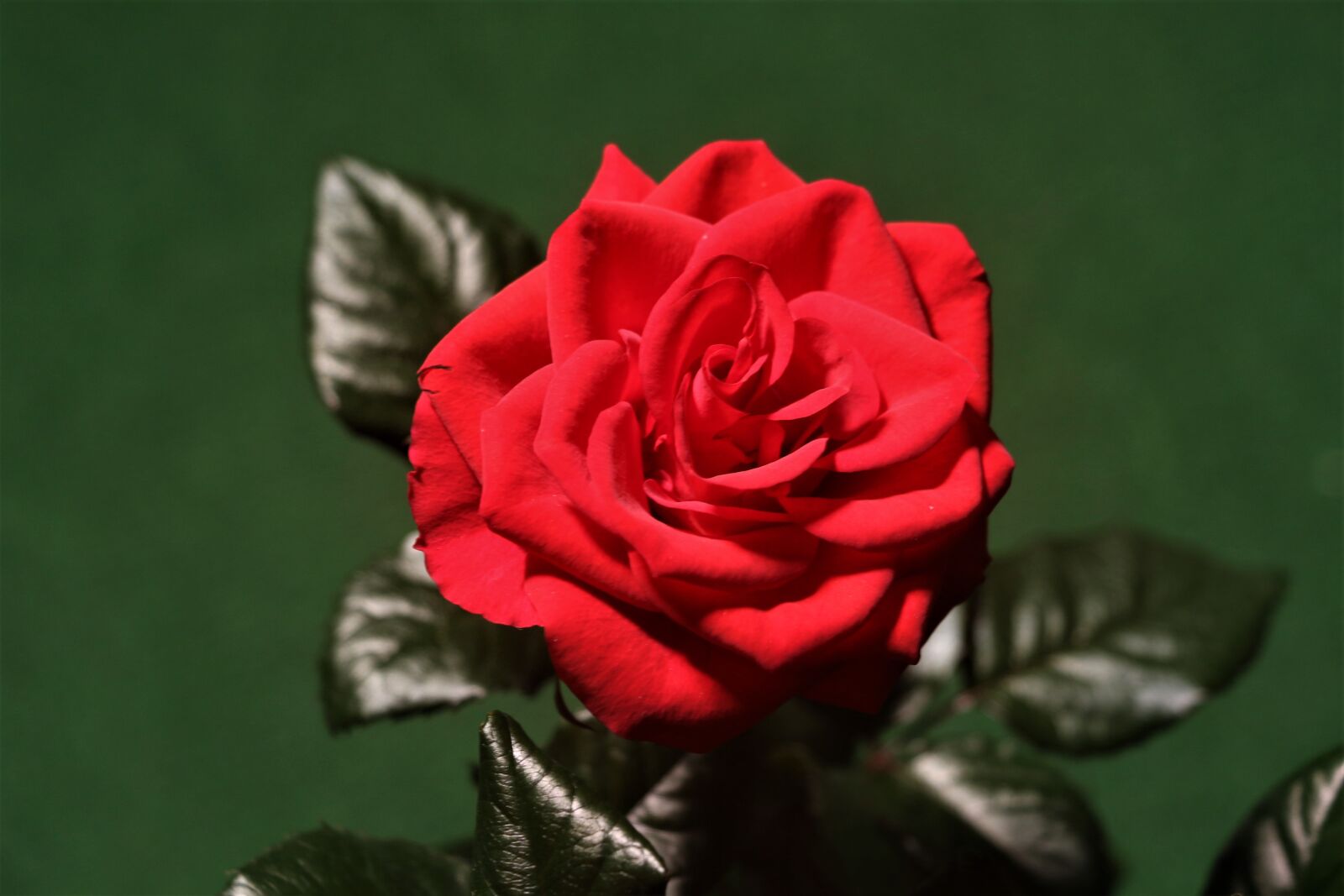 Canon EOS 7D Mark II sample photo. Rose, red, flower photography