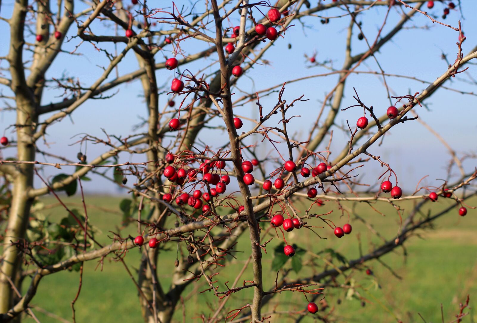 Canon EOS 1200D (EOS Rebel T5 / EOS Kiss X70 / EOS Hi) sample photo. Crataegus, bush, nature photography