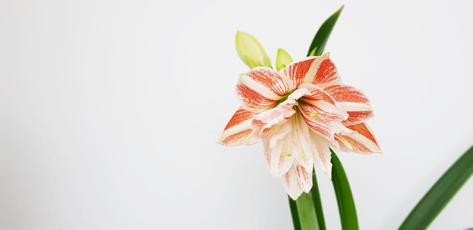 Samsung Galaxy S8+ sample photo. Hippeastrum, flower, bloom photography