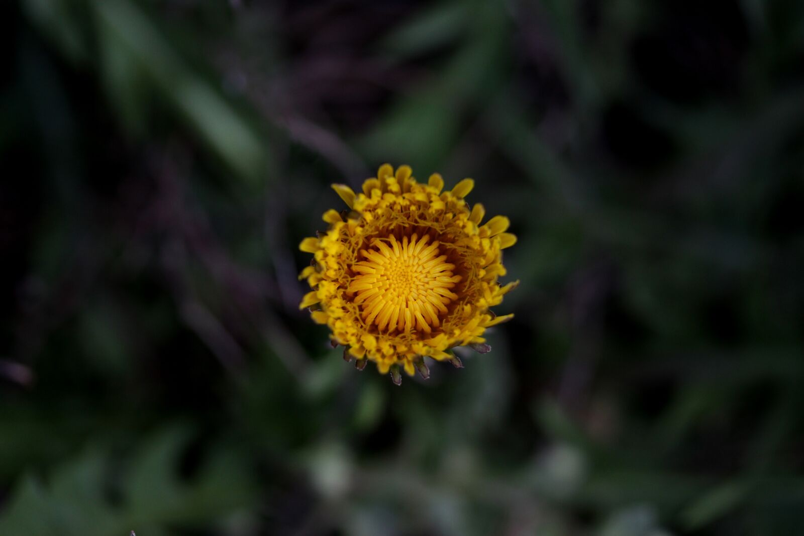Canon EF-S 60mm F2.8 Macro USM sample photo. Dandelion, yellow, flower photography