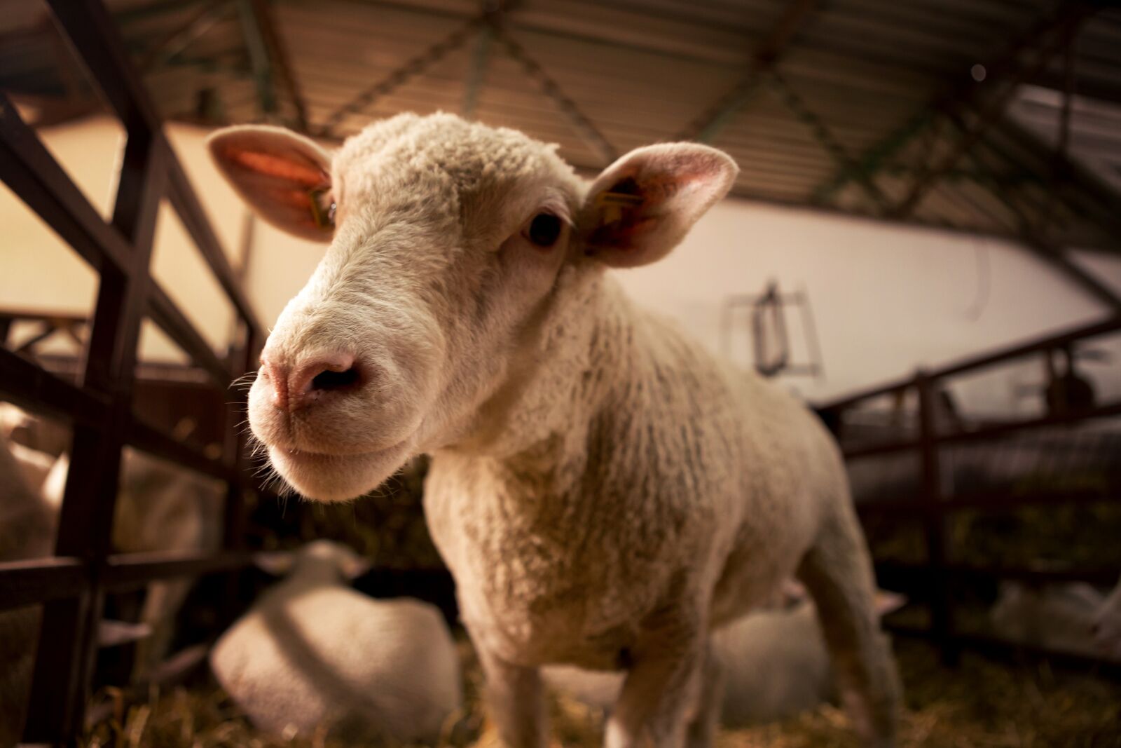 Canon EOS 6D + Canon EF 24-70mm F2.8L USM sample photo. Sheep, lamb, stock farming photography