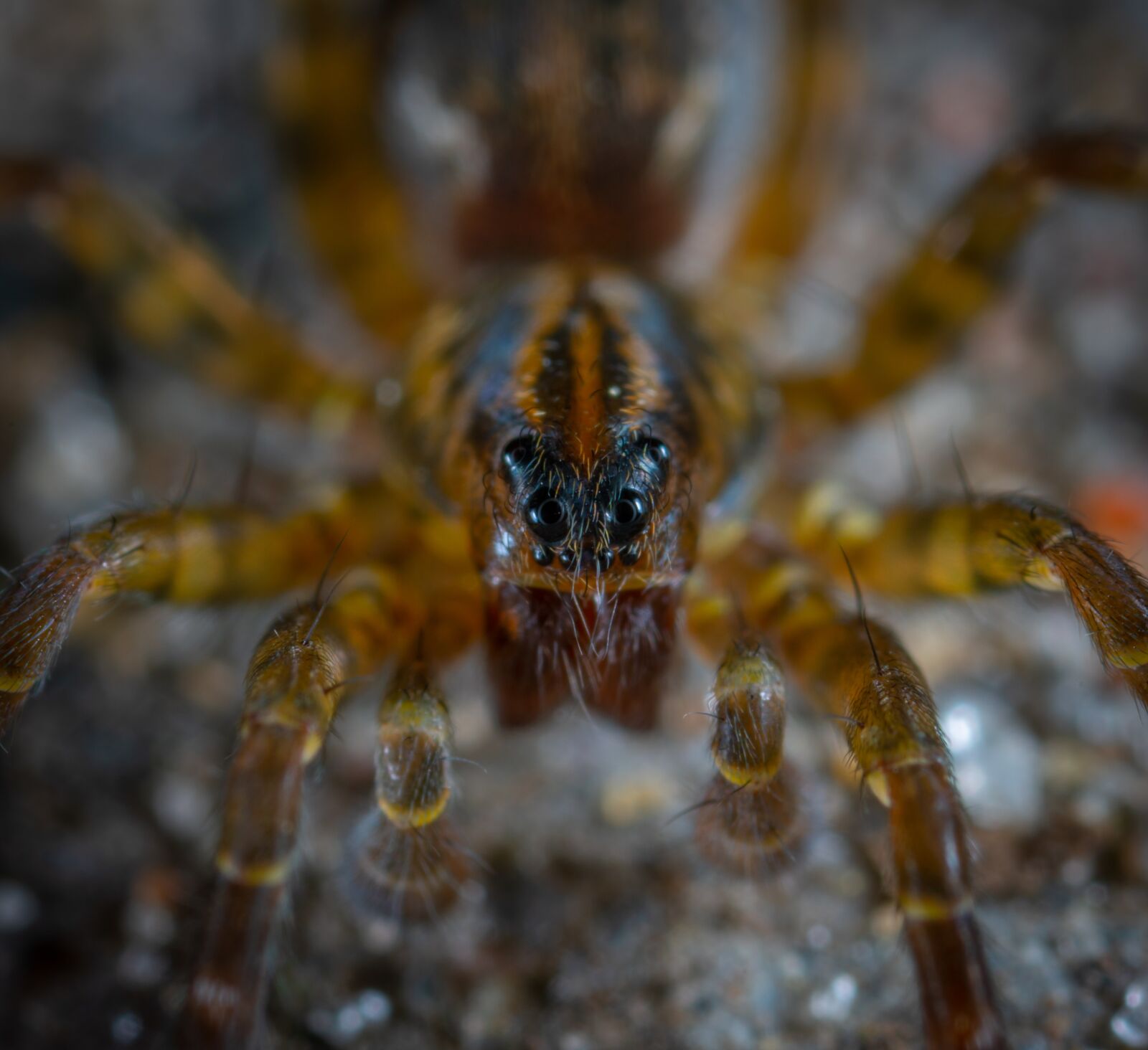 #124 65/2.8 sample photo. Spider, arachnids, macro photography