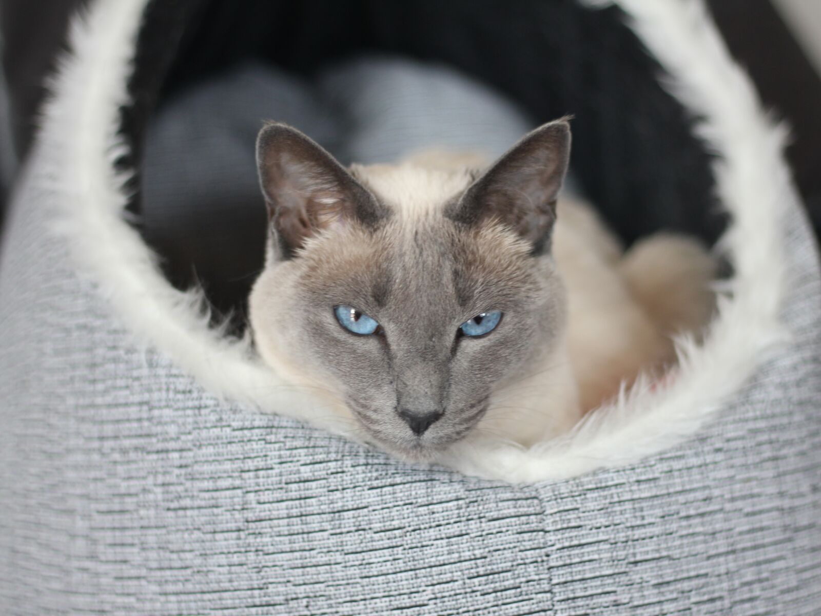 Canon EOS 550D (EOS Rebel T2i / EOS Kiss X4) sample photo. Cat, siamese cat, mieze photography